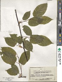 Actinidia kolomikta image