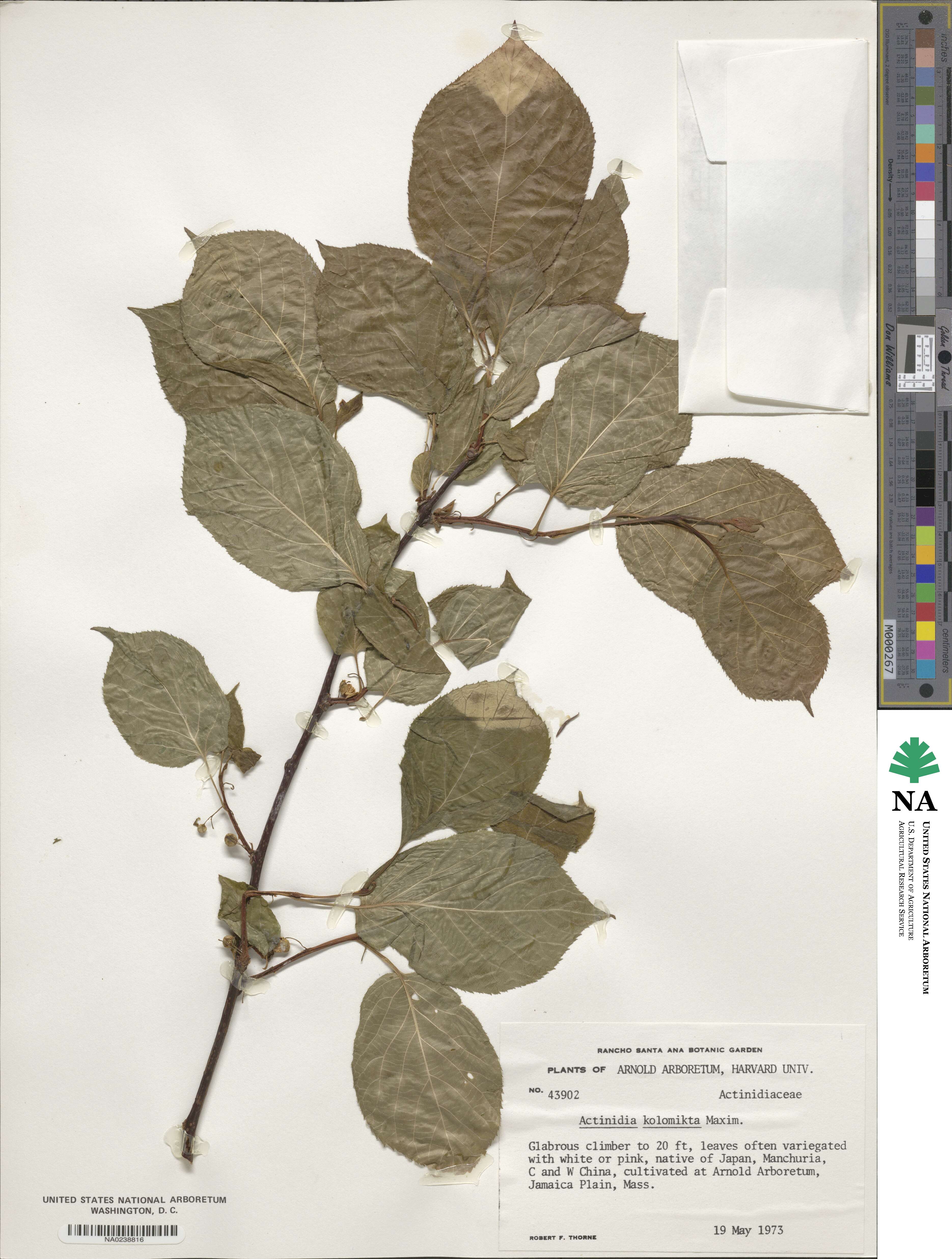 Actinidia kolomikta image