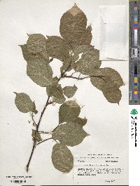 Actinidia kolomikta image