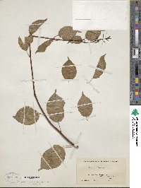 Actinidia kolomikta image