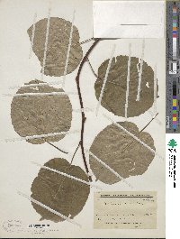 Actinidia kolomikta image