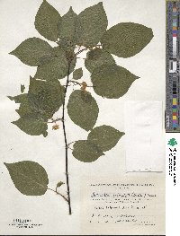 Actinidia kolomikta image