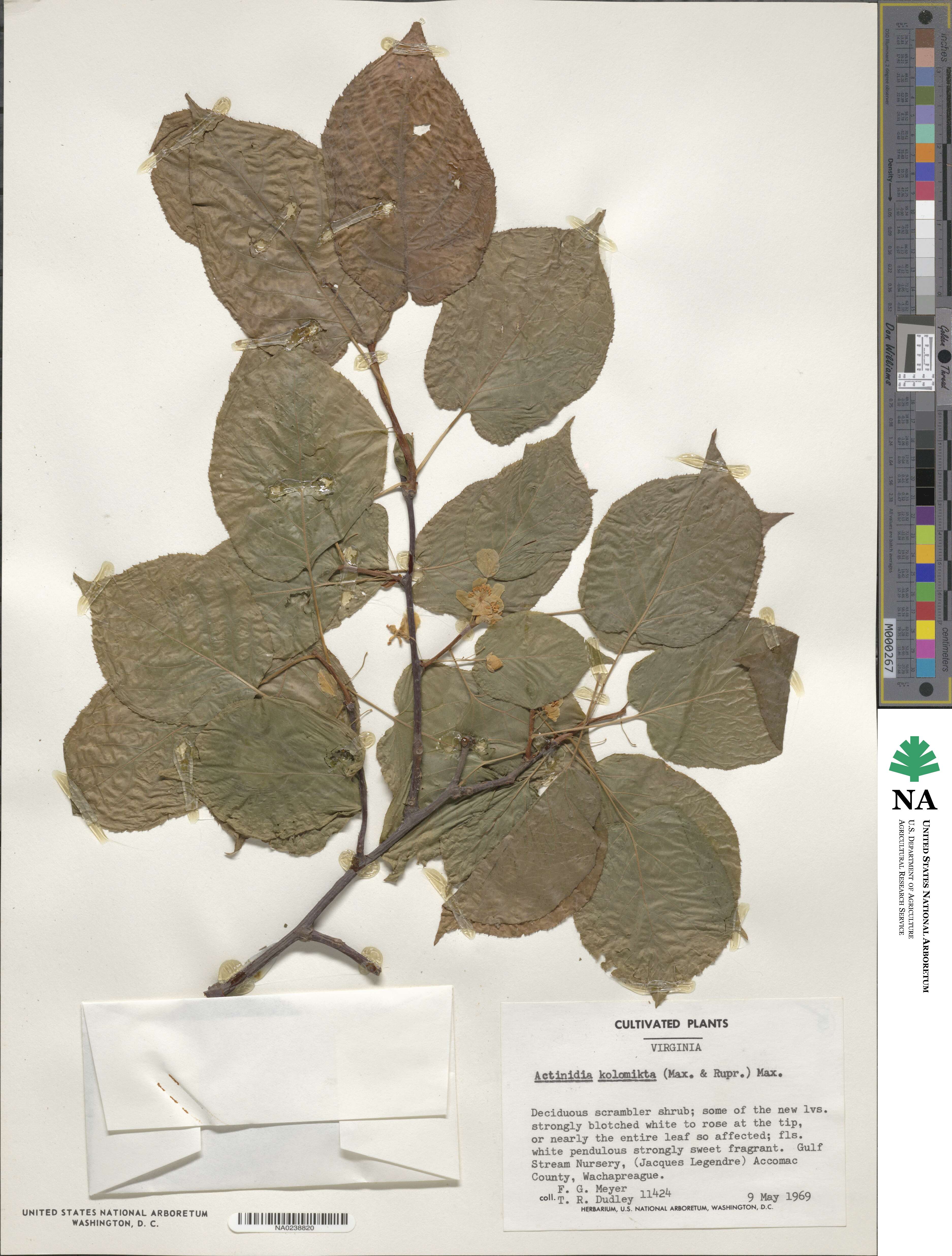 Actinidia kolomikta image