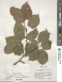 Actinidia kolomikta image