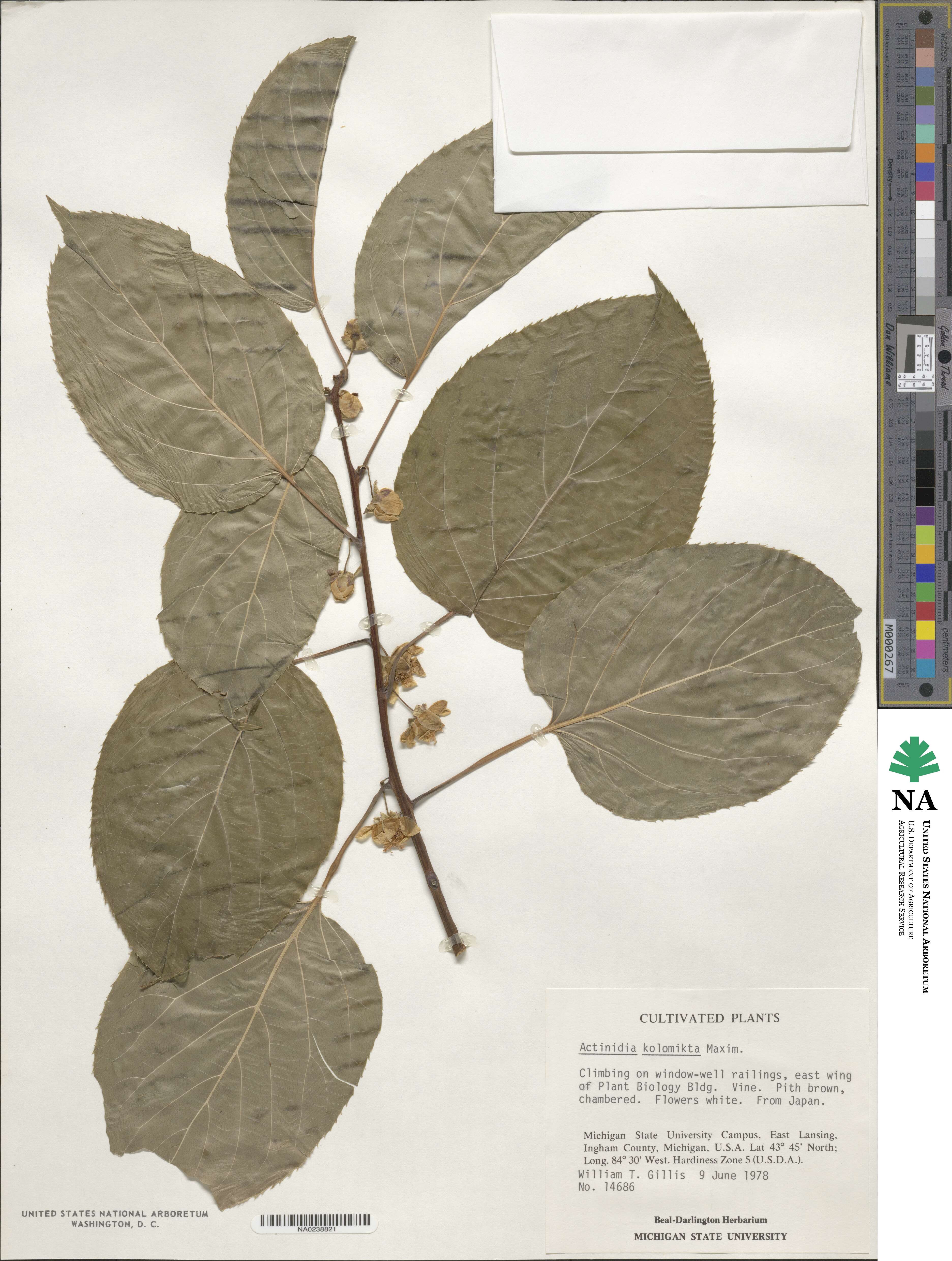 Actinidia kolomikta image