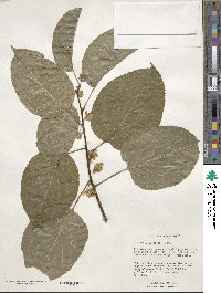 Actinidia kolomikta image