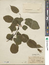 Actinidia kolomikta image