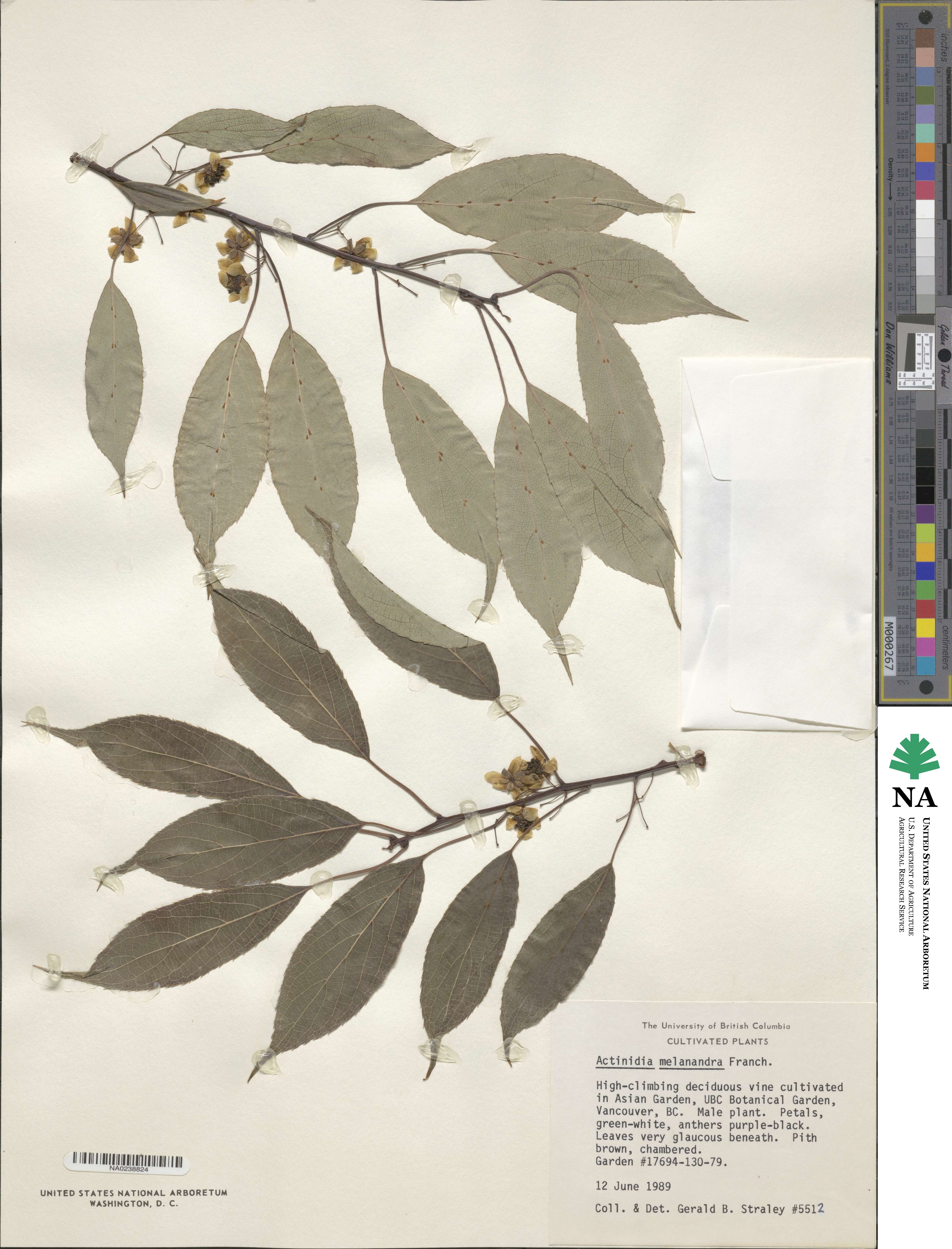 Actinidia melanandra image