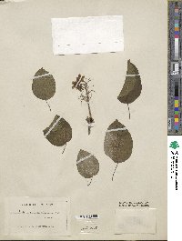 Actinidia melanandra image