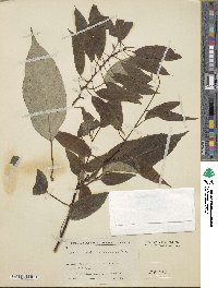 Actinidia melanandra image