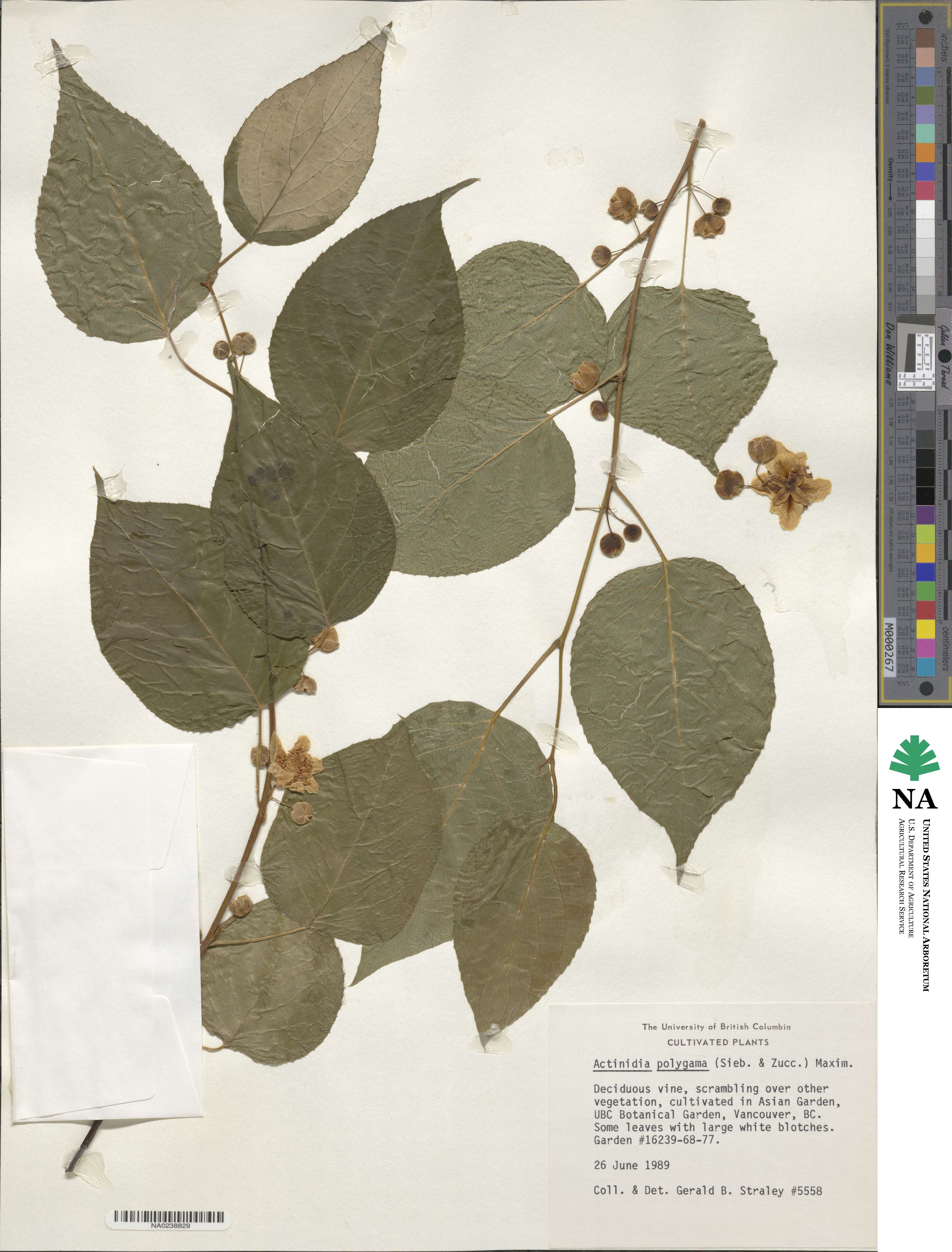 Actinidia polygama image