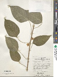 Actinidia polygama image