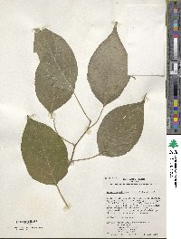 Actinidia polygama image