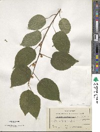 Actinidia polygama image