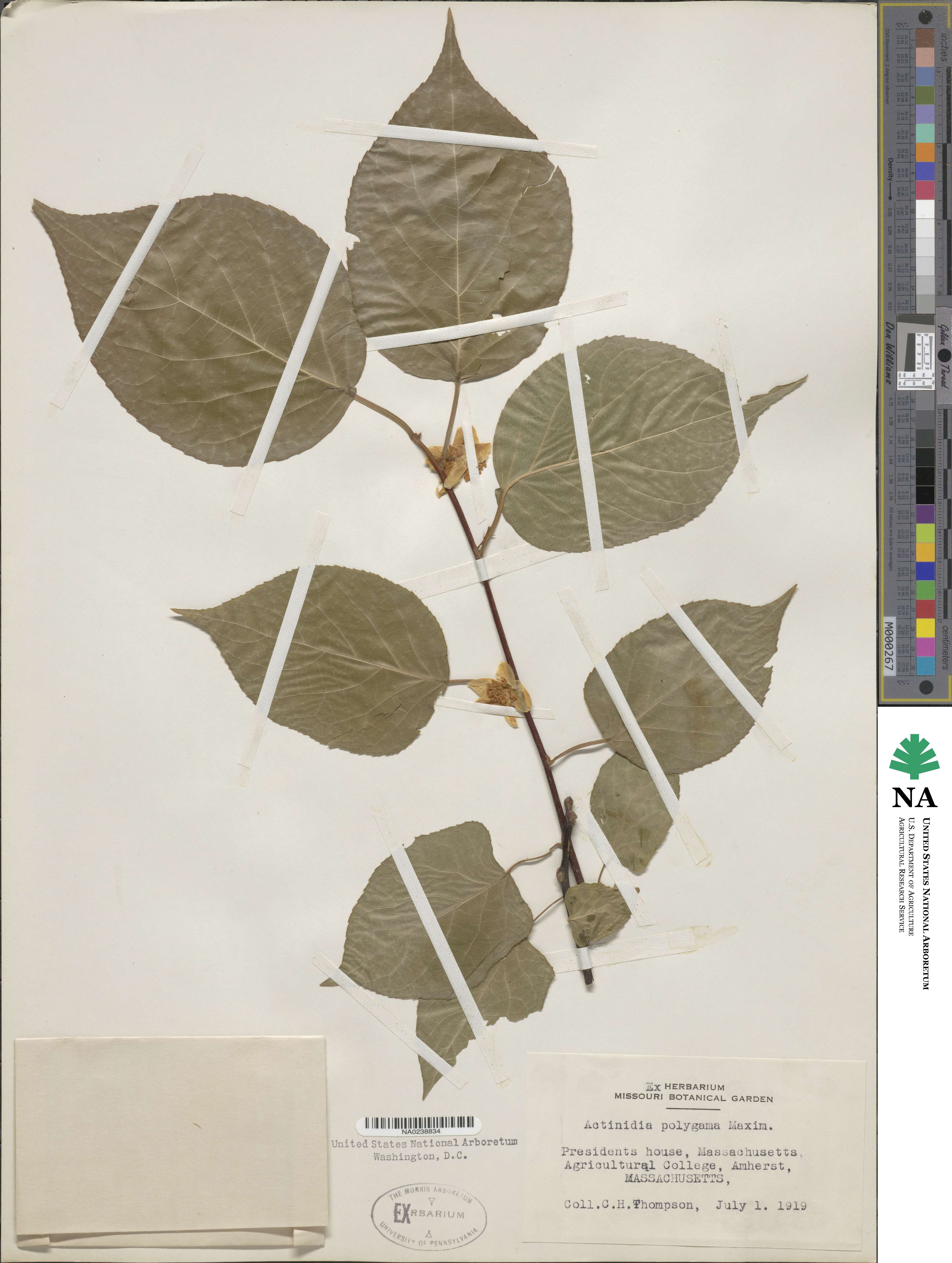 Actinidia polygama image