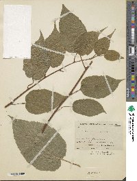 Actinidia venosa image