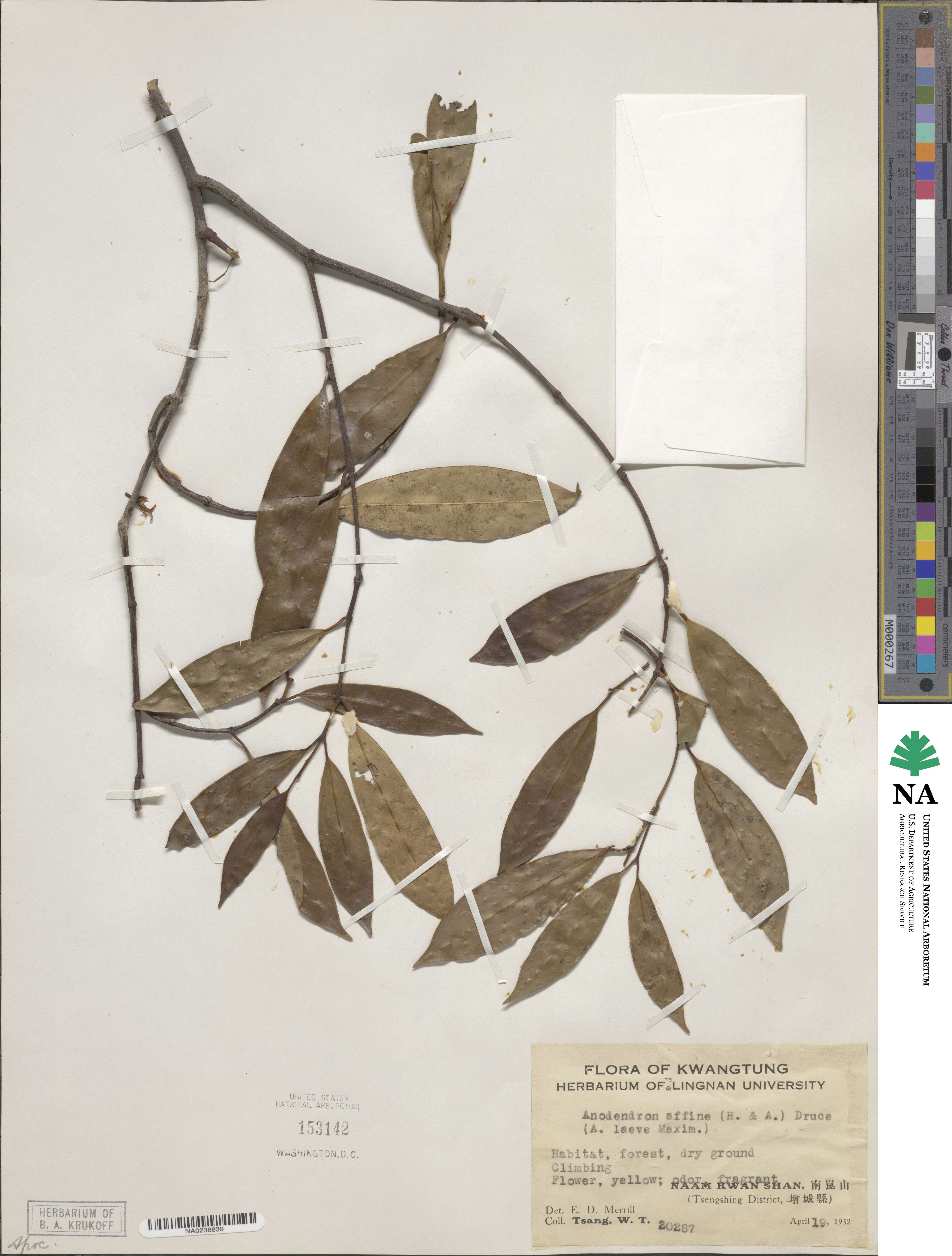 Anodendron image