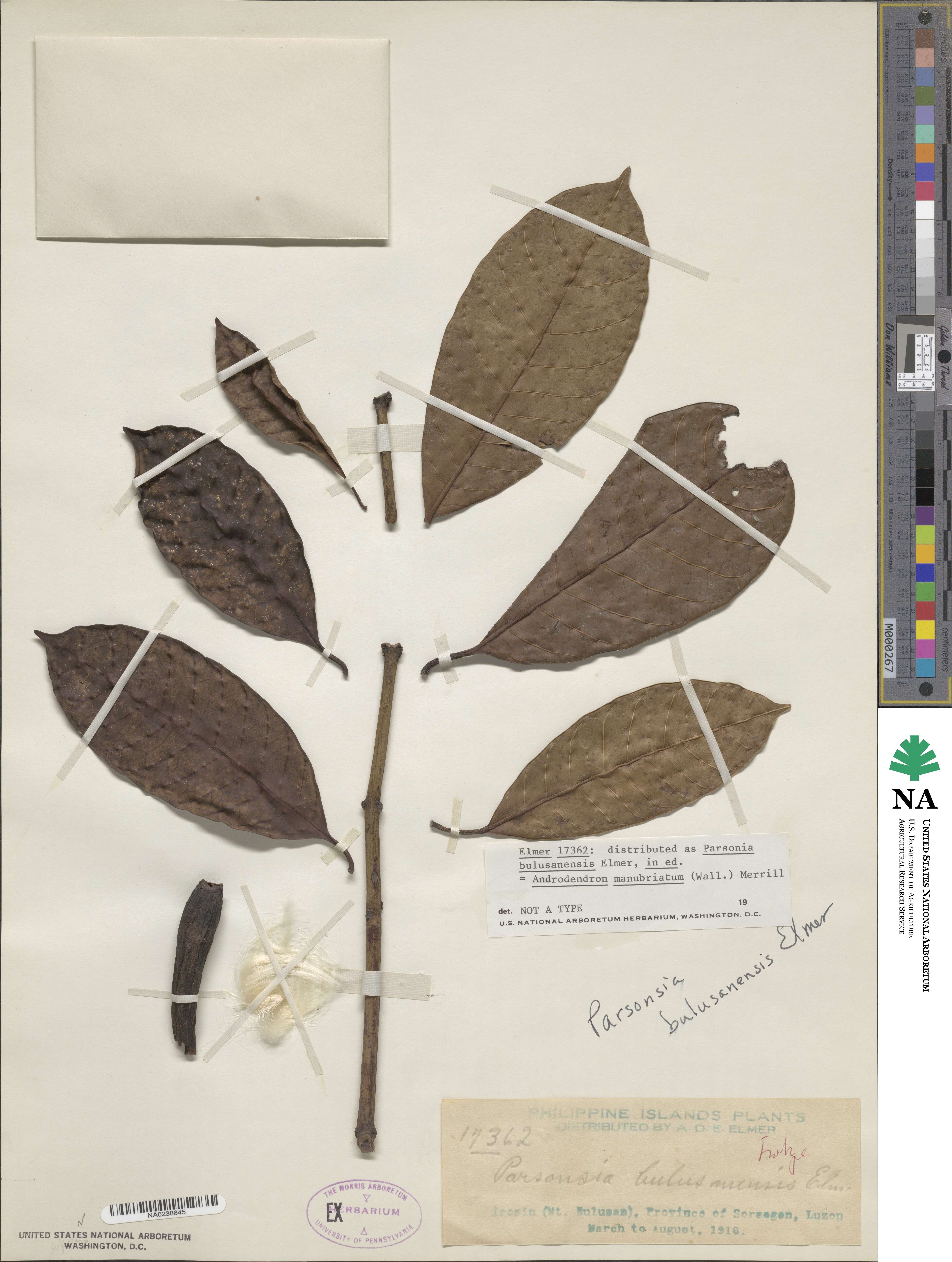 Anodendron parviflorum image