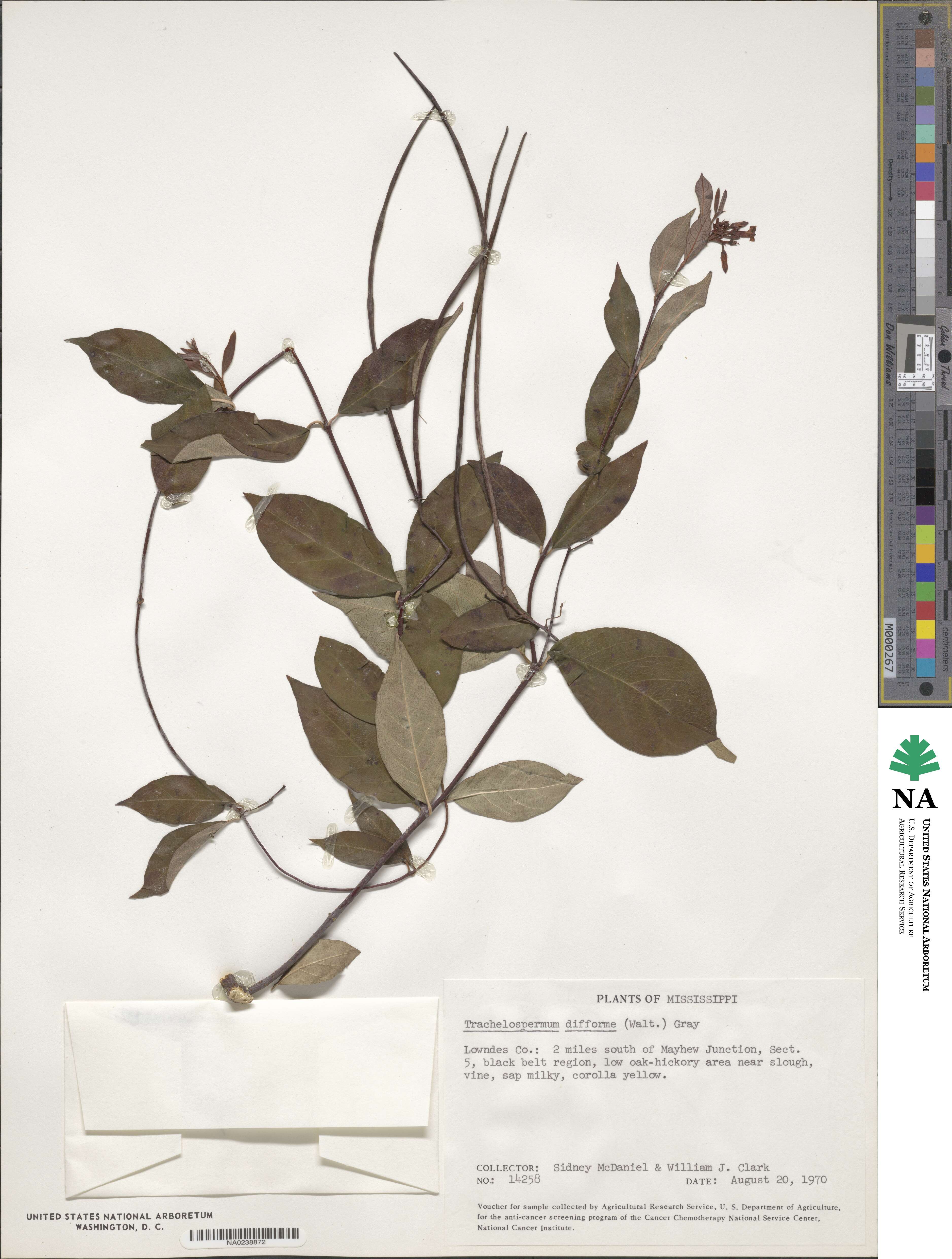 Thyrsanthella image