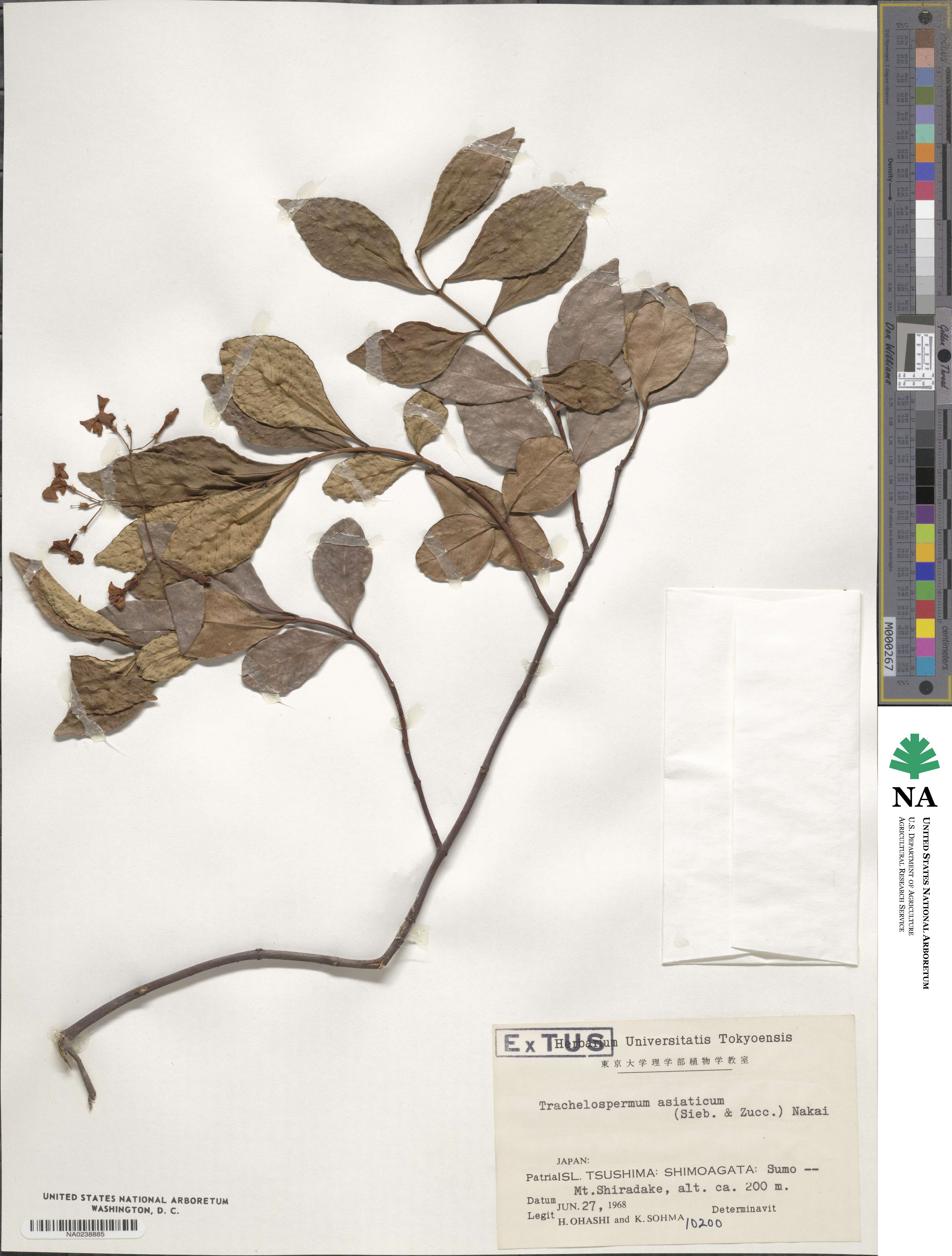Trachelospermum asiaticum image