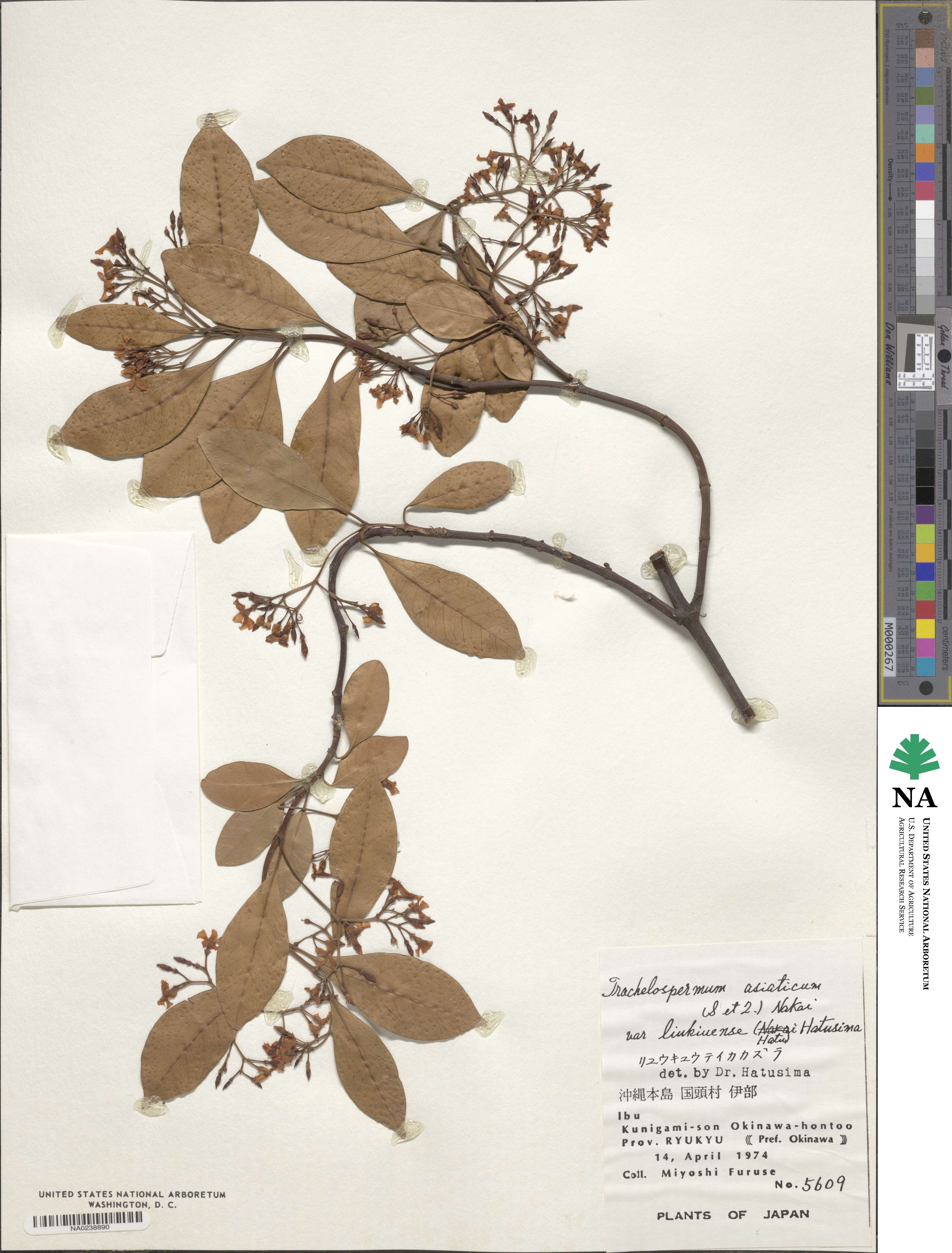 Trachelospermum gracilipes var. liukiuense image