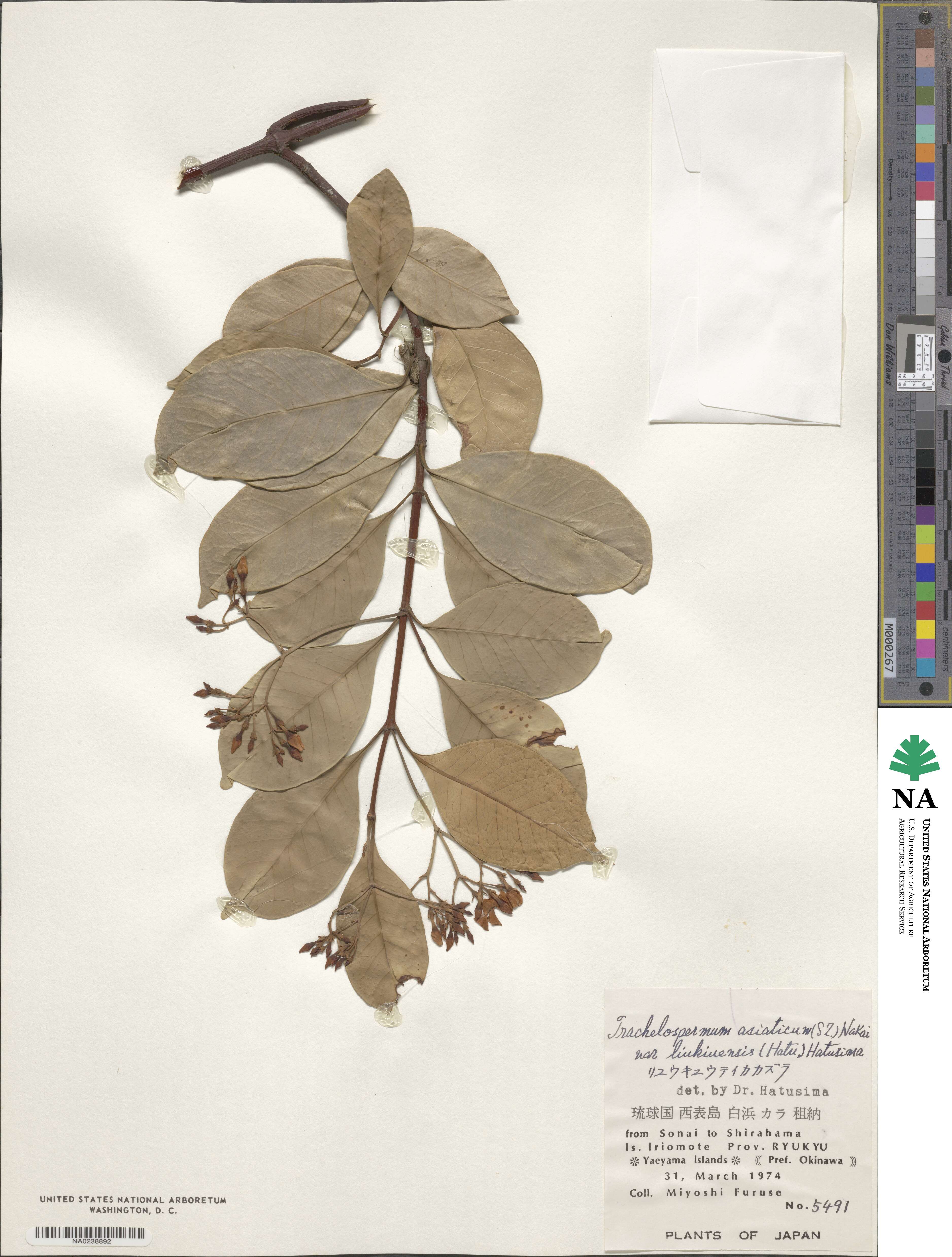 Trachelospermum gracilipes image