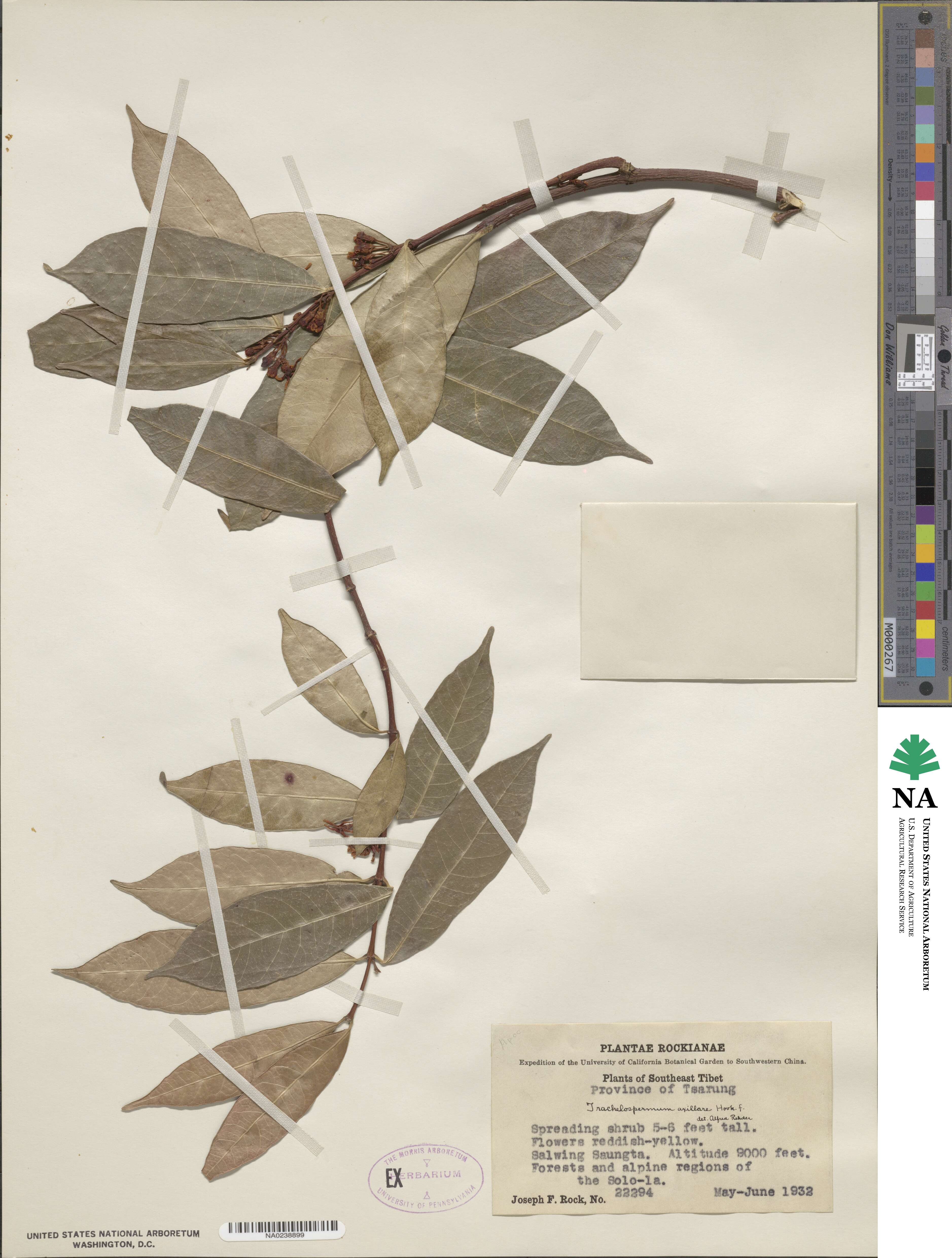 Trachelospermum axillare image