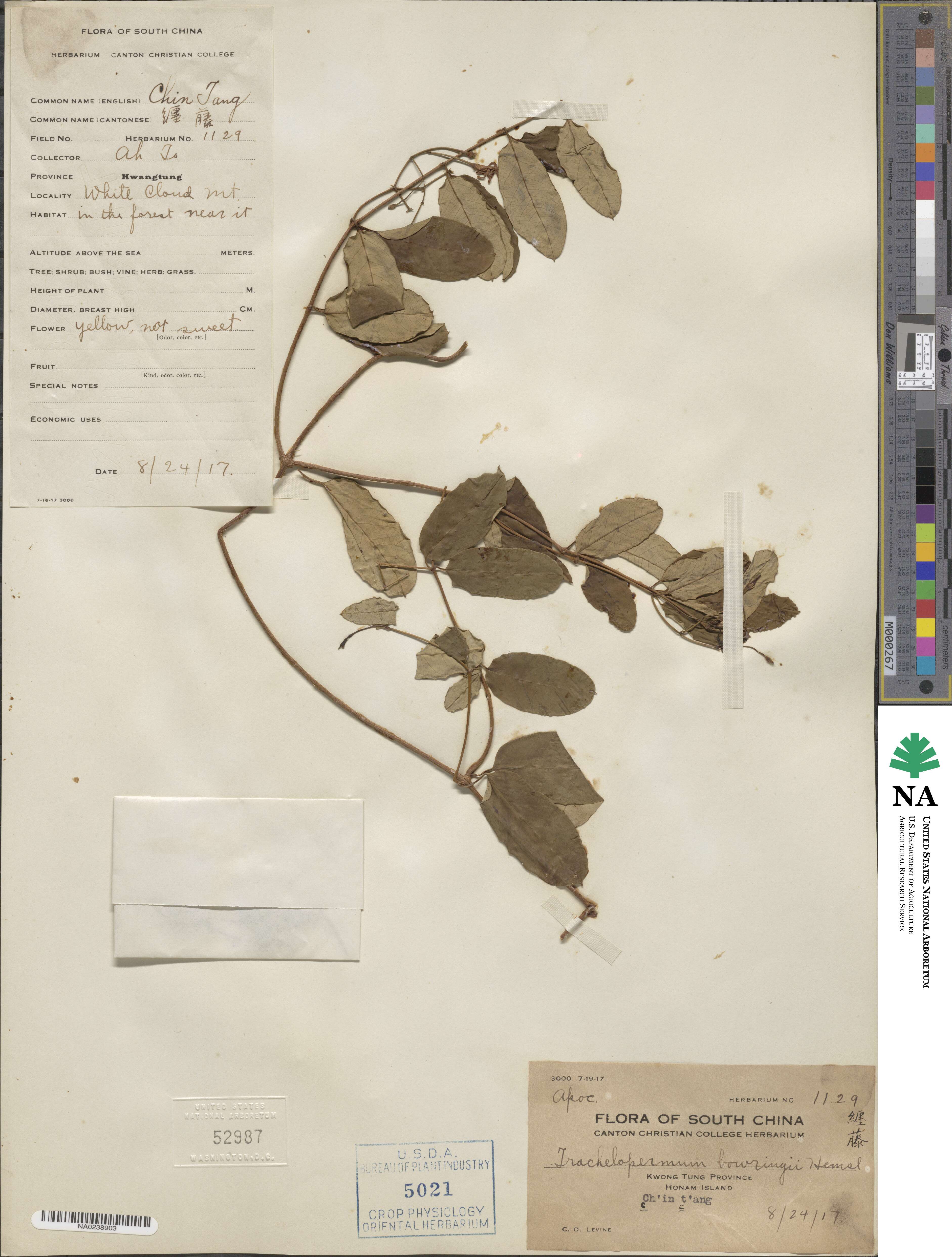 Trachelospermum jasminoides image