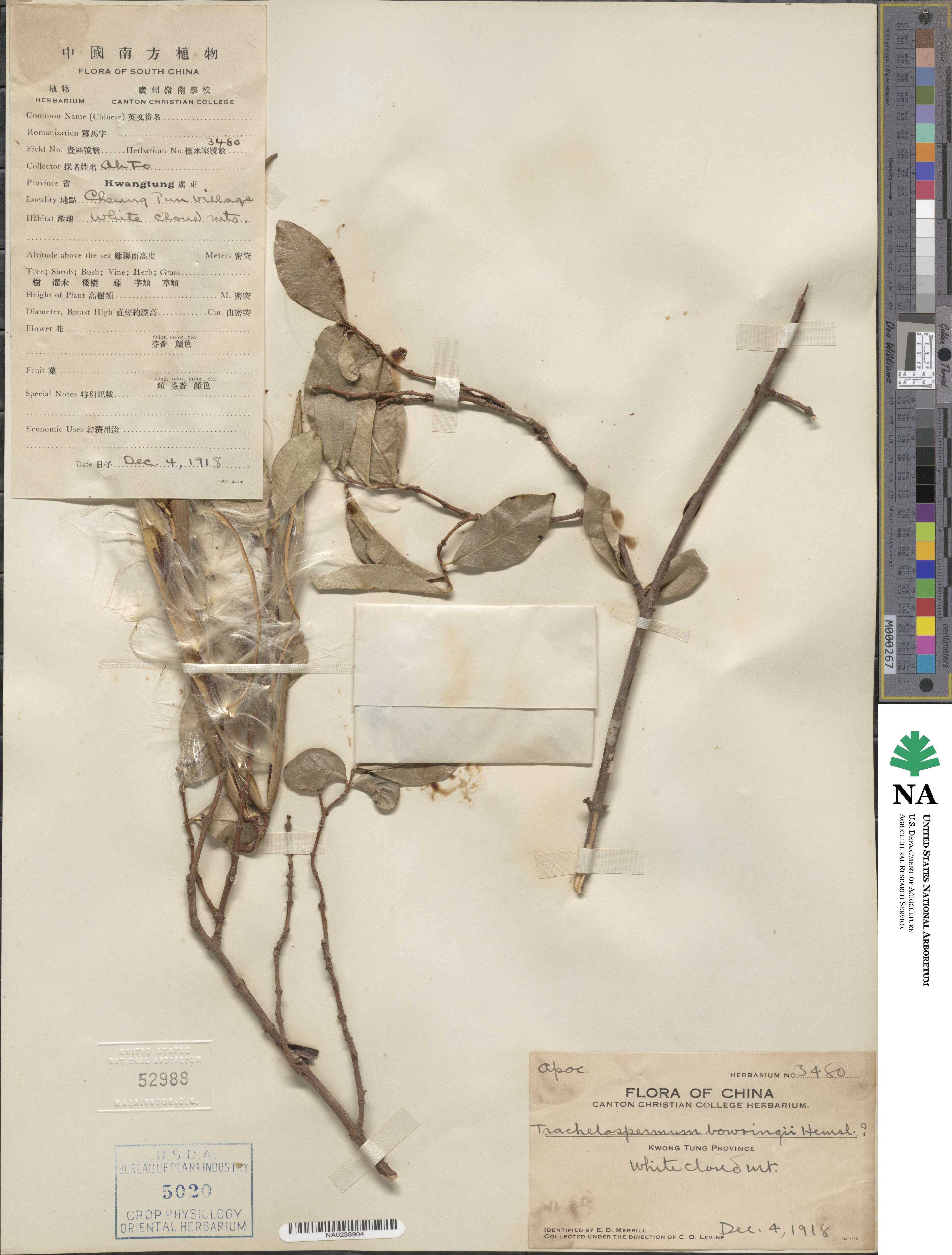 Trachelospermum jasminoides image
