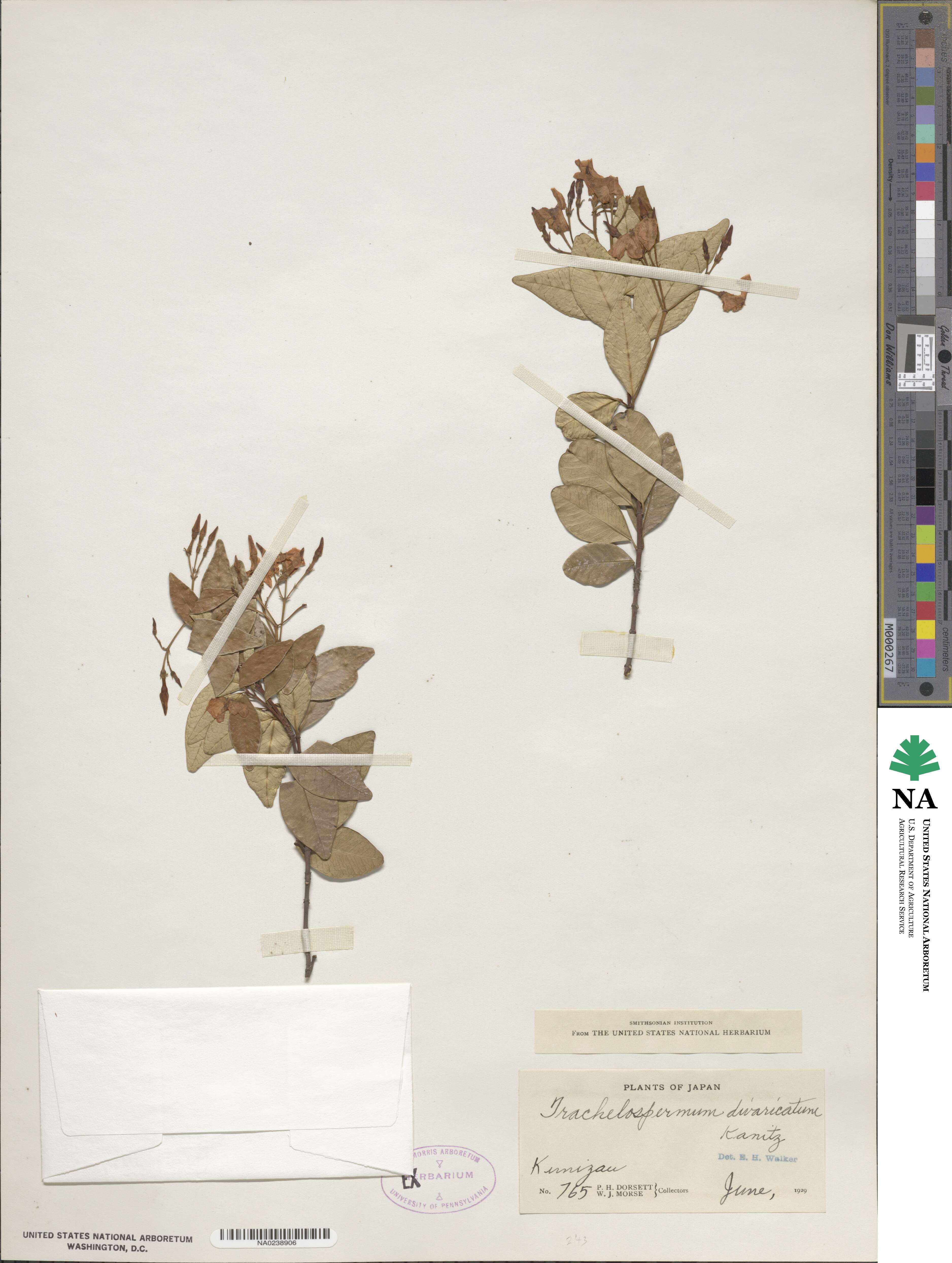 Trachelospermum image