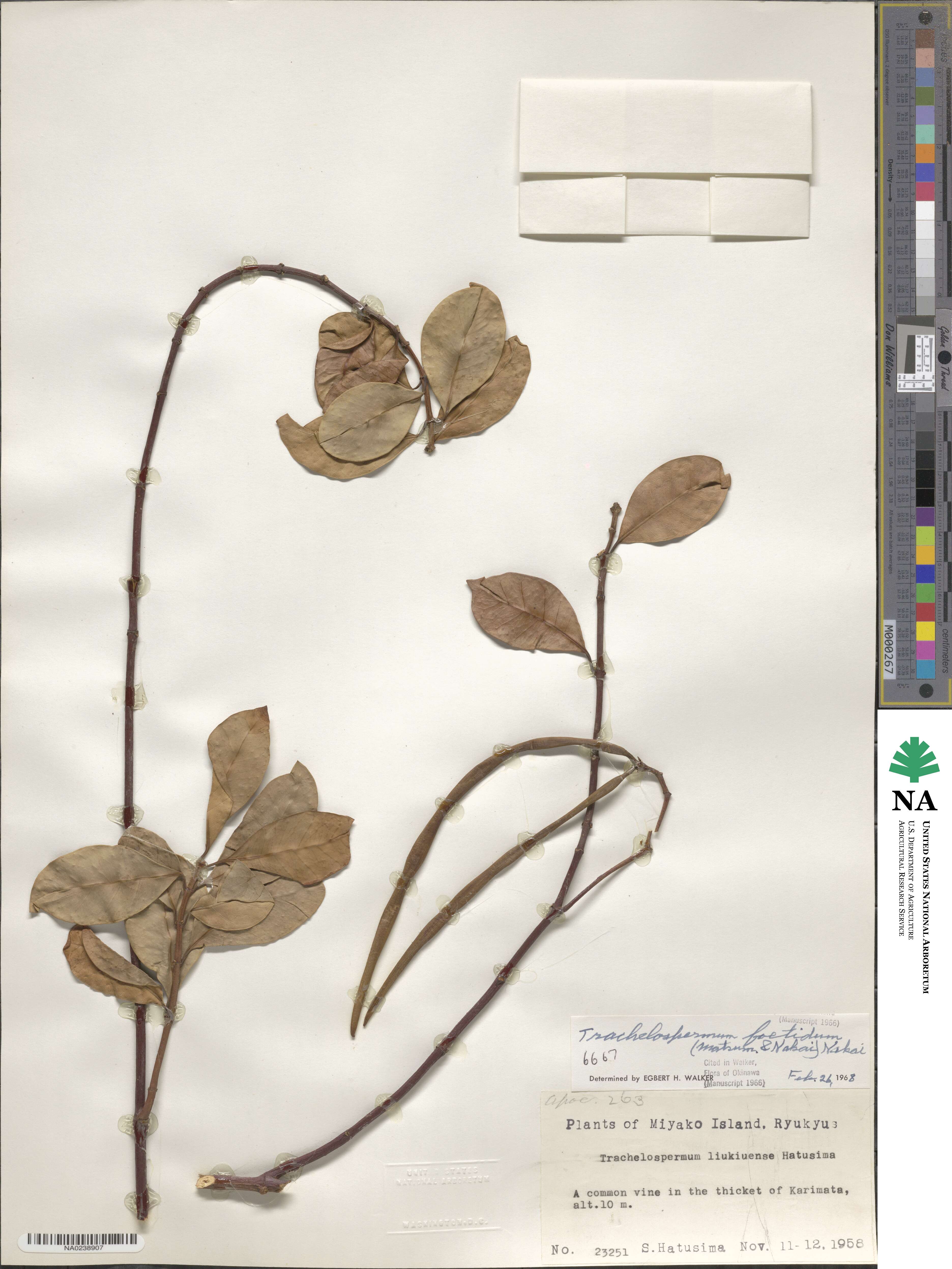 Trachelospermum gracilipes var. liukiuense image