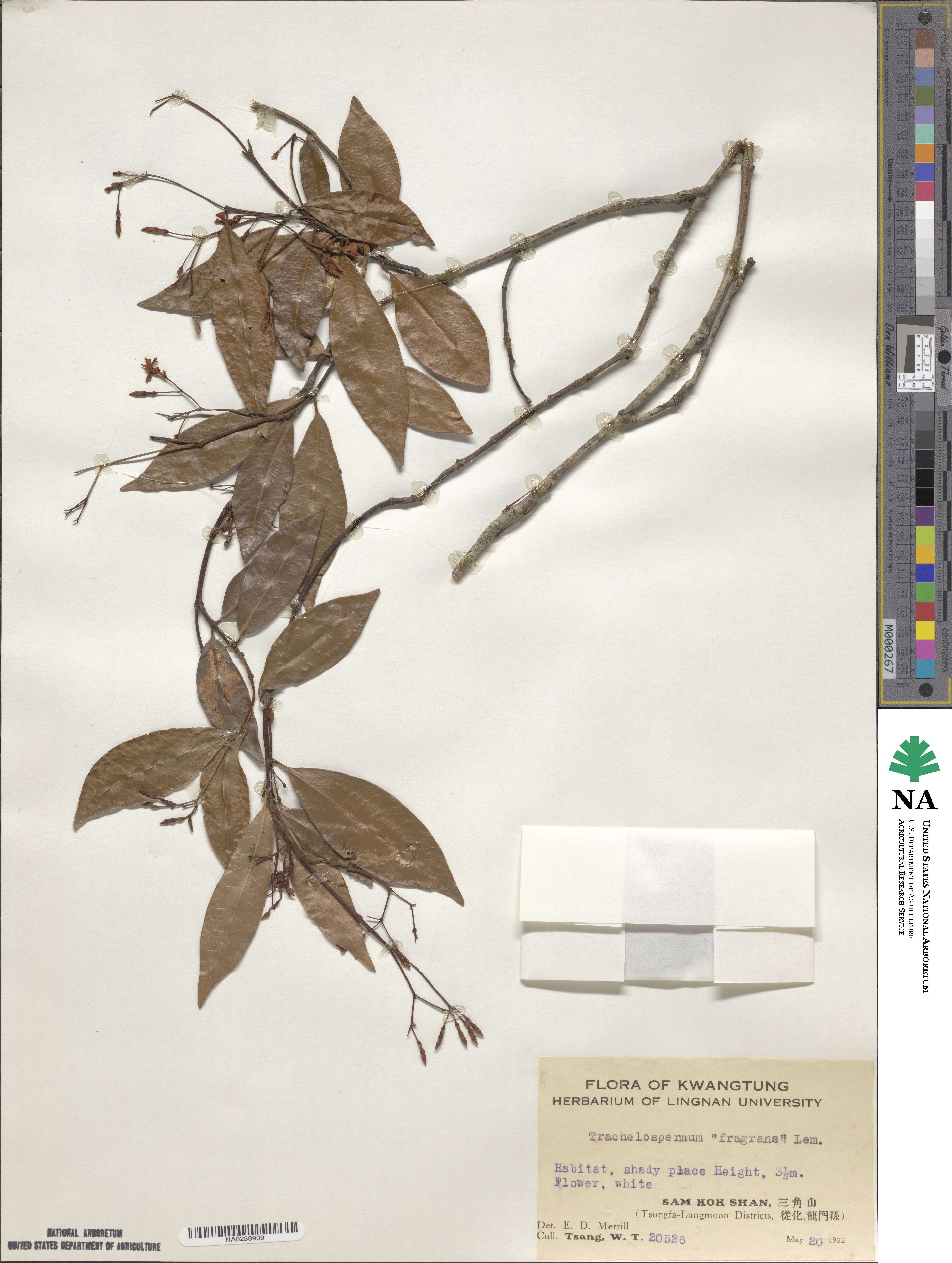 Trachelospermum lucidum image