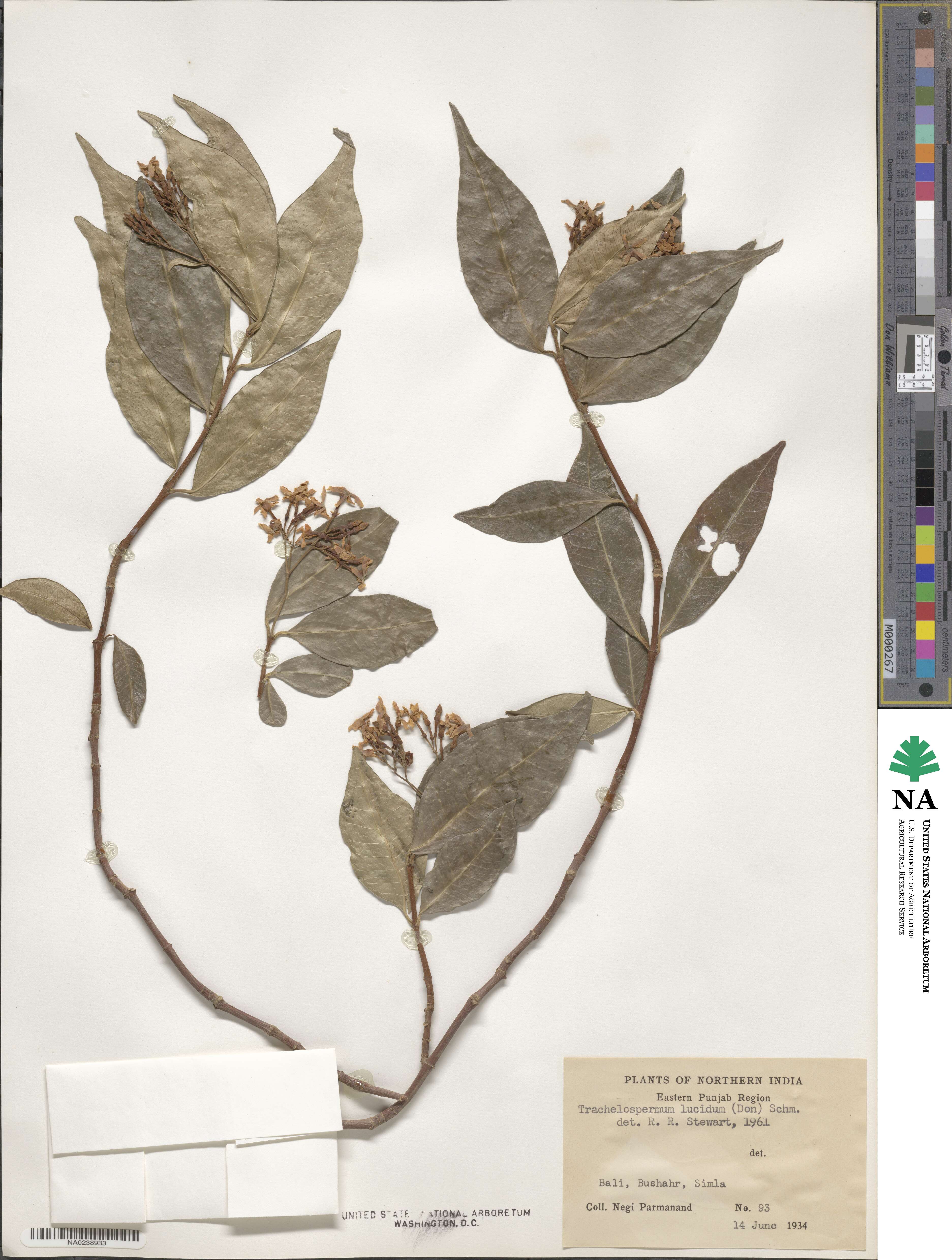 Trachelospermum lucidum image