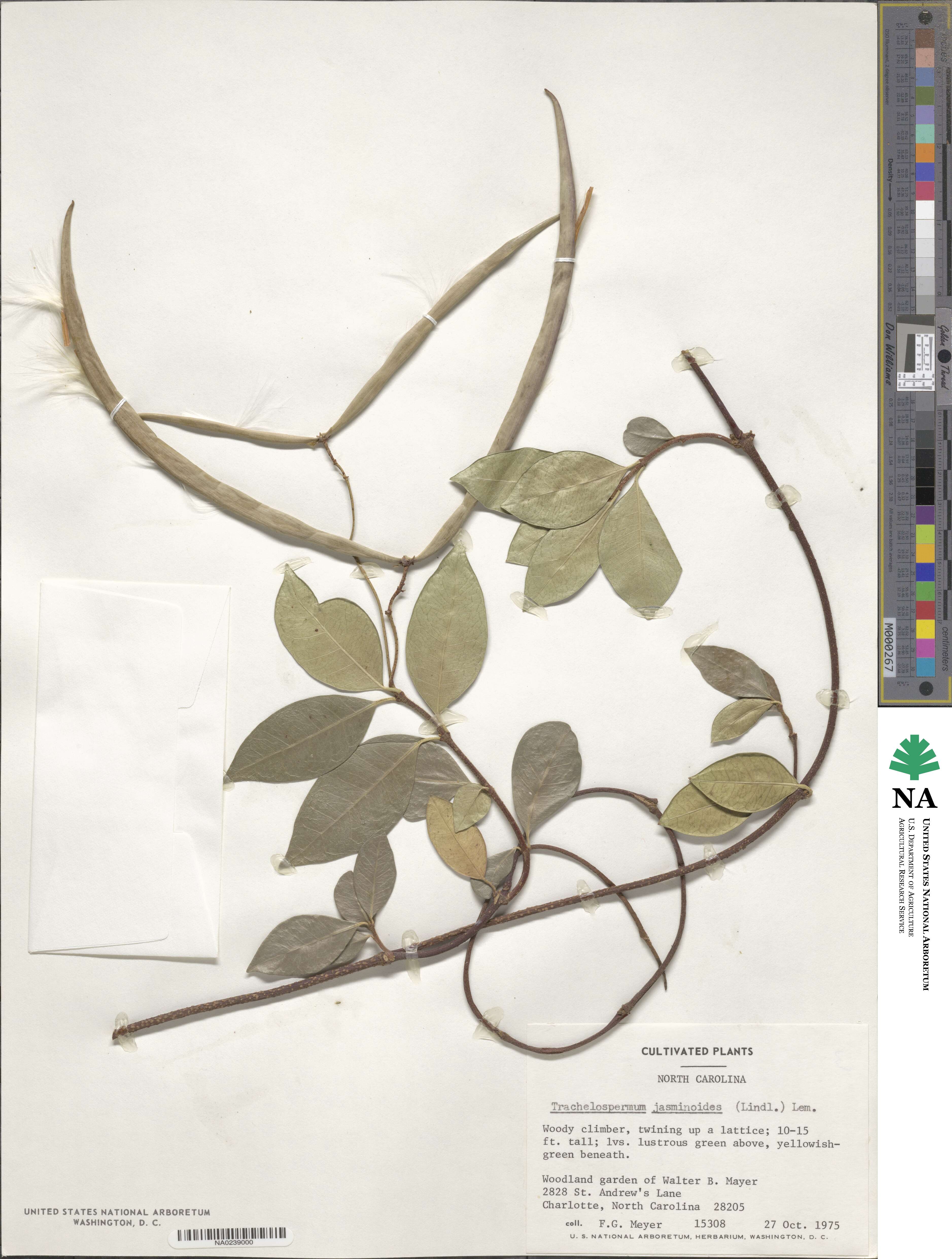 Trachelospermum jasminoides image