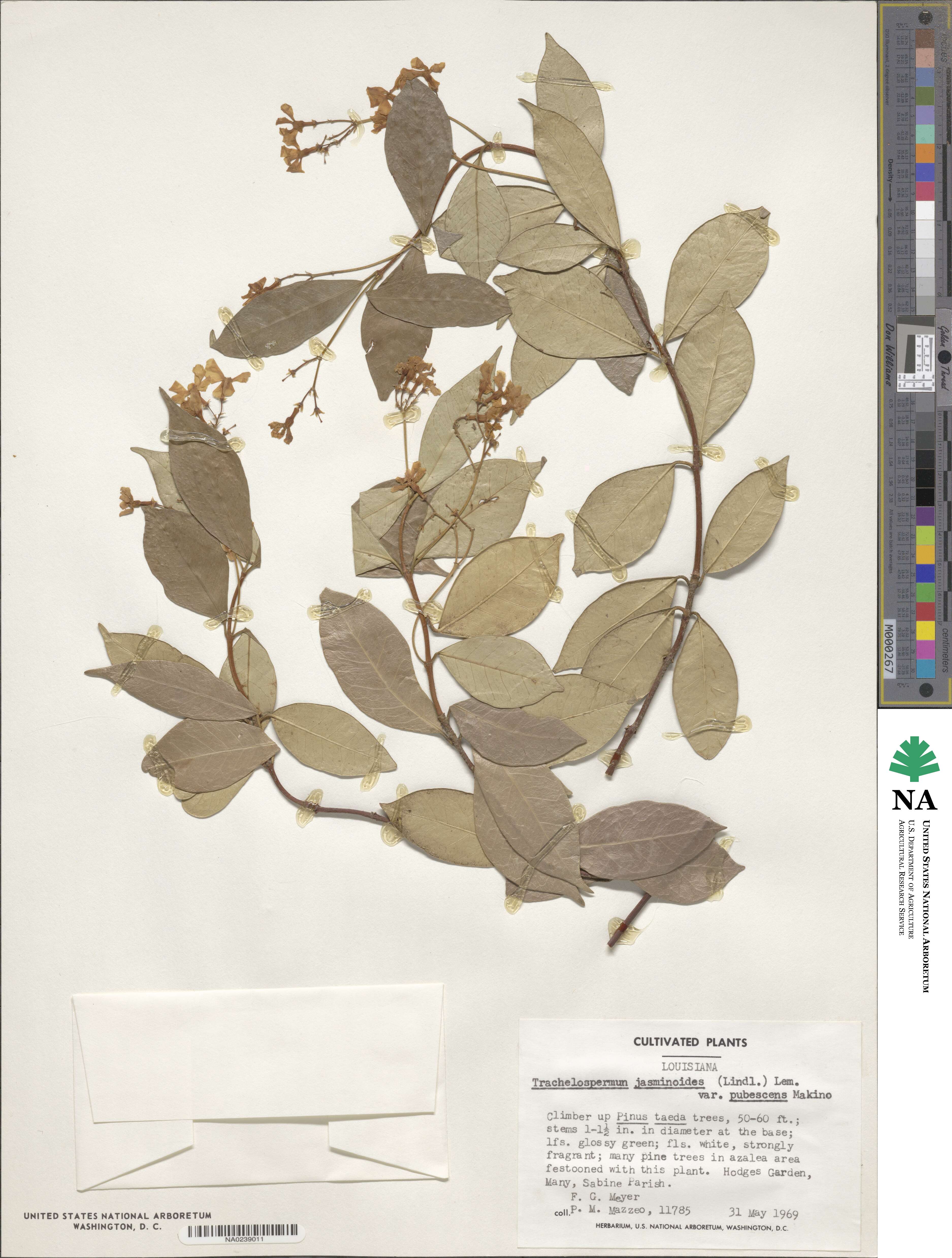 Trachelospermum jasminoides image