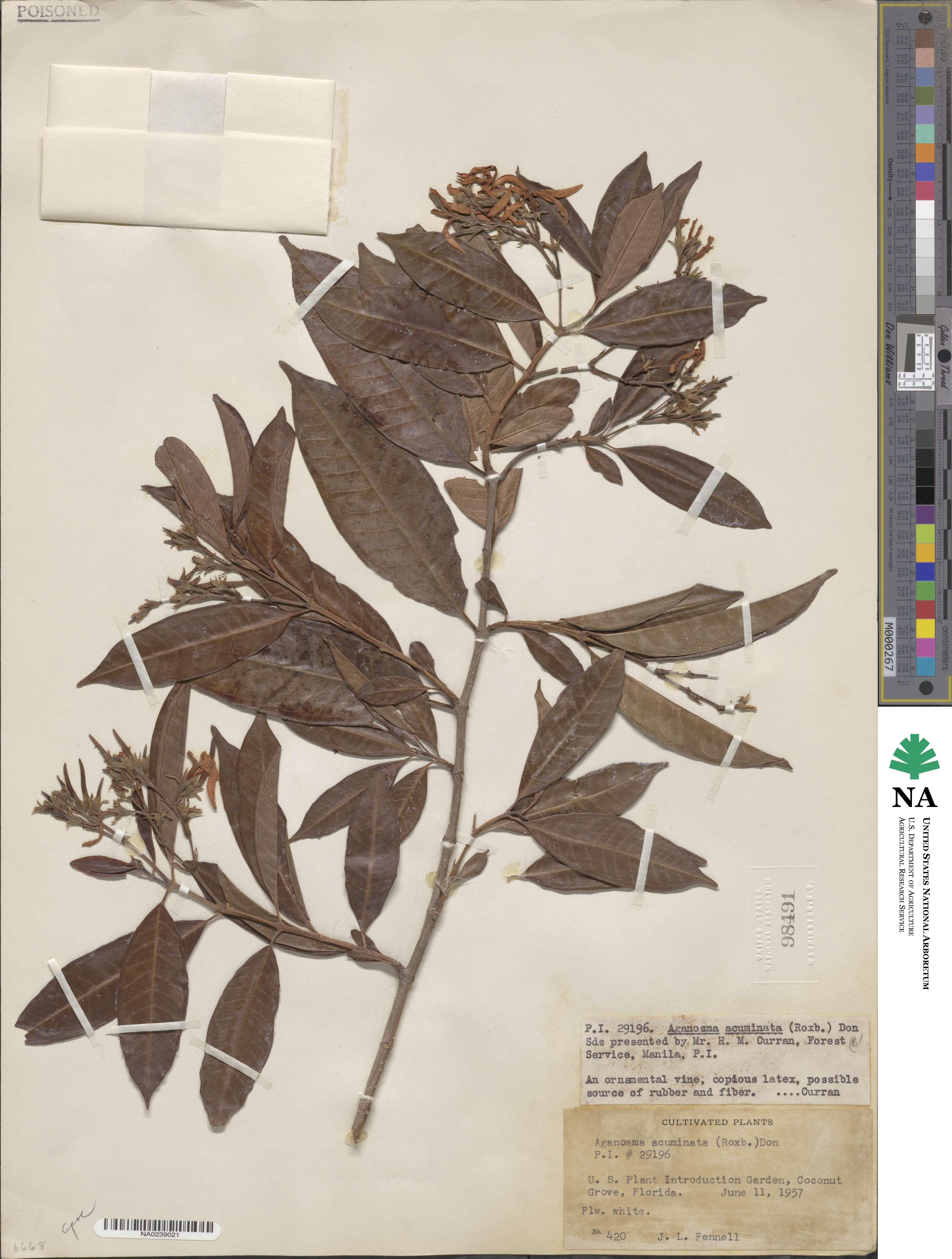 Amphineurion marginatum image