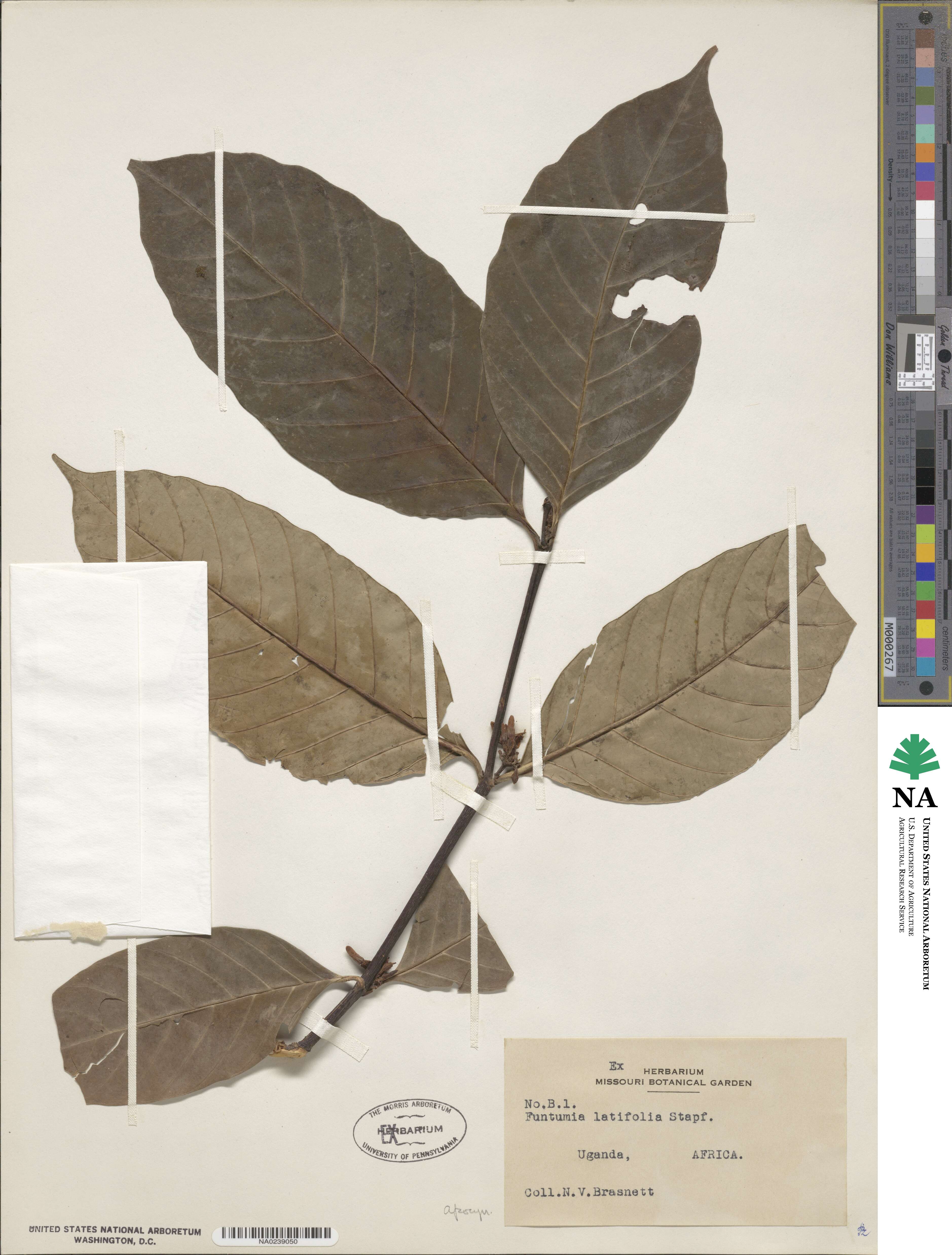 Funtumia africana image