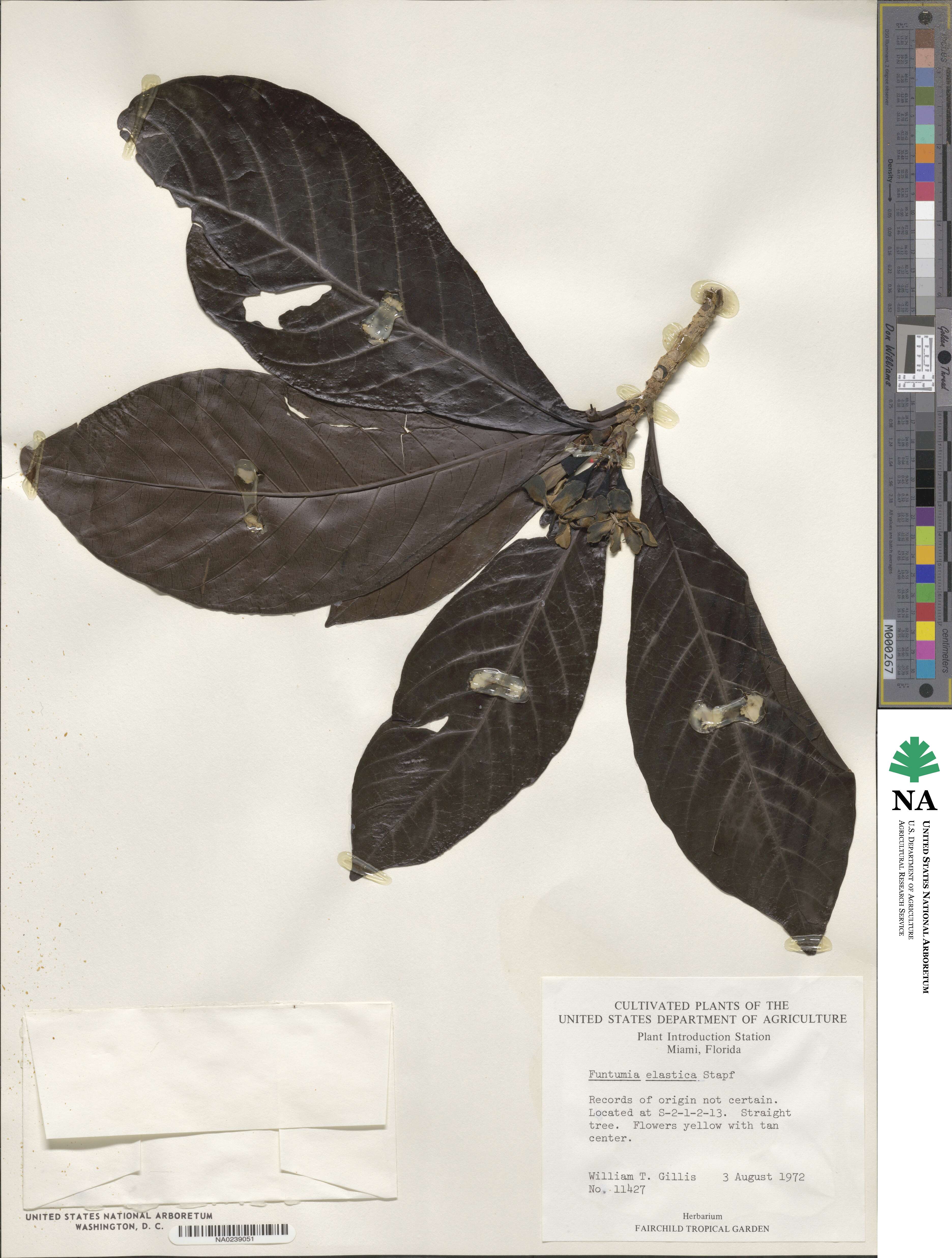 Funtumia elastica image