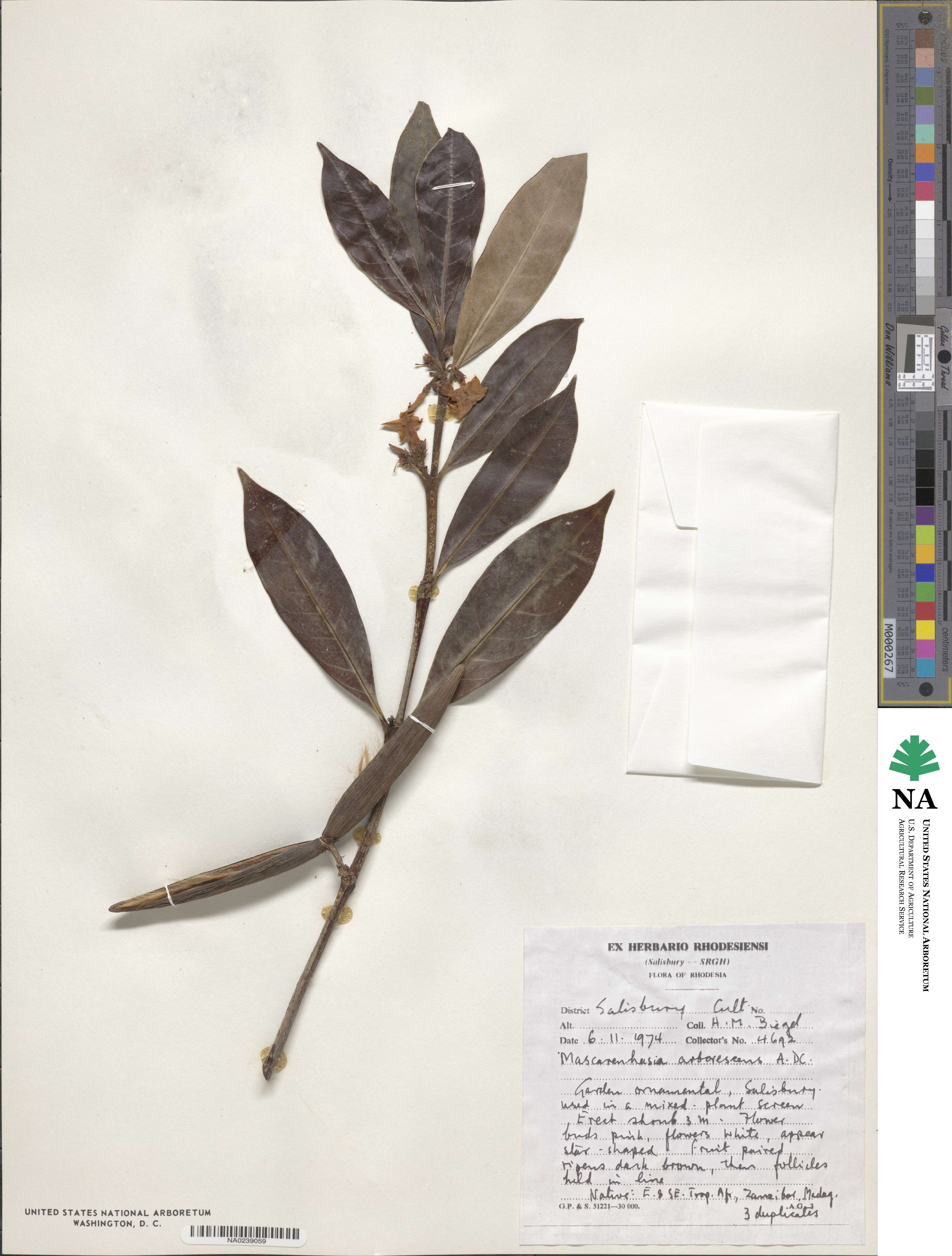 Mascarenhasia arborescens image