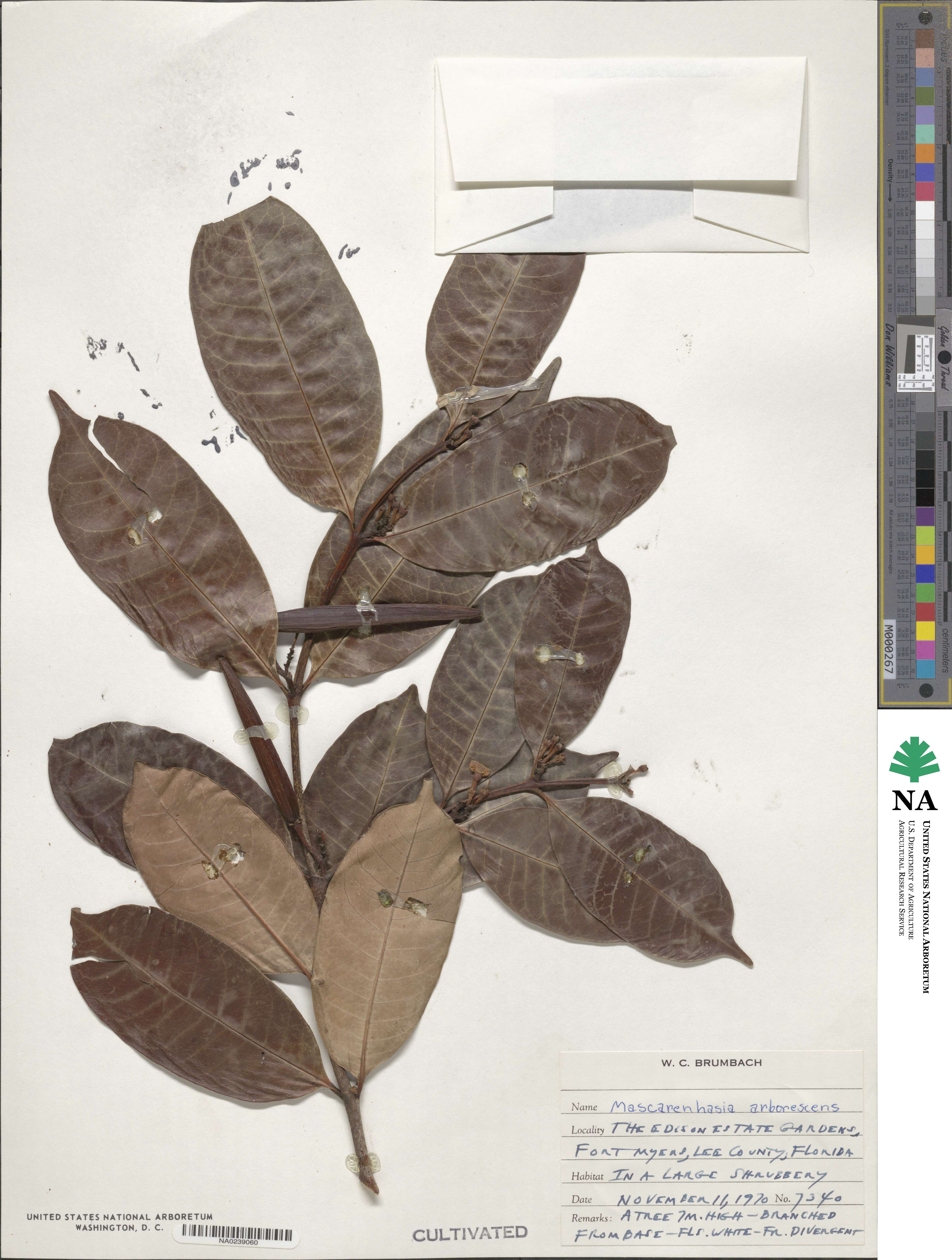 Mascarenhasia arborescens image