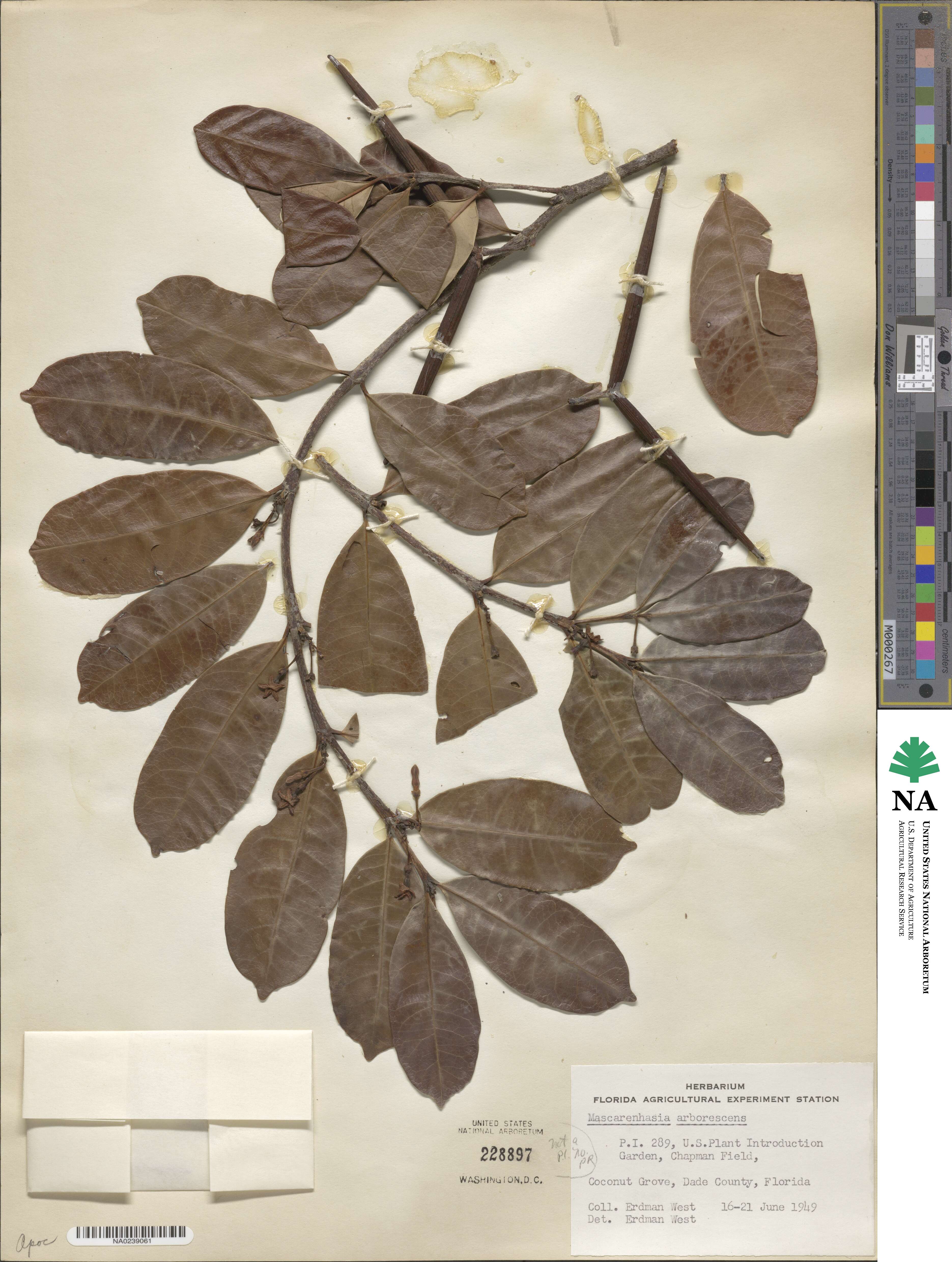 Mascarenhasia arborescens image