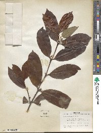 Mascarenhasia arborescens image