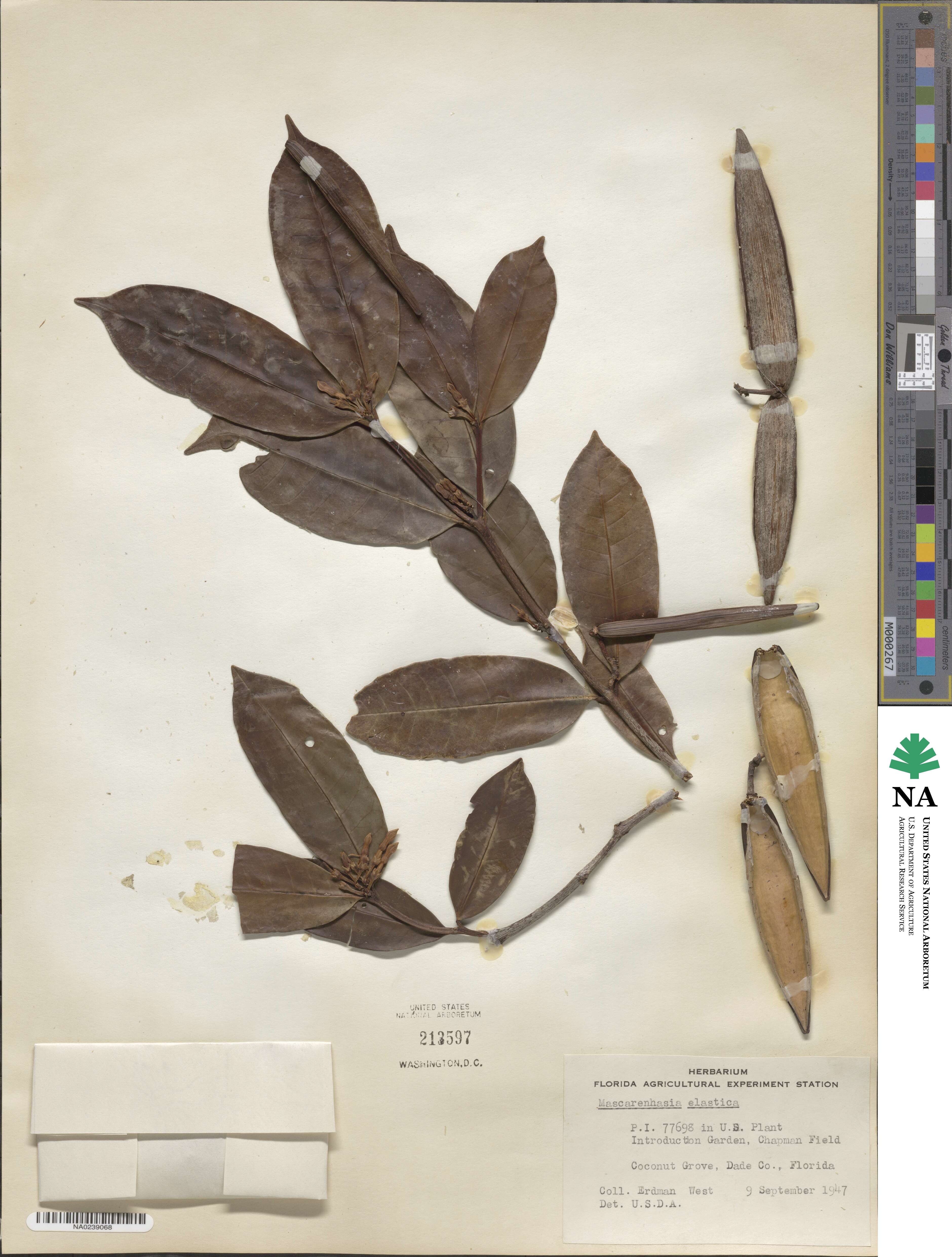 Mascarenhasia image
