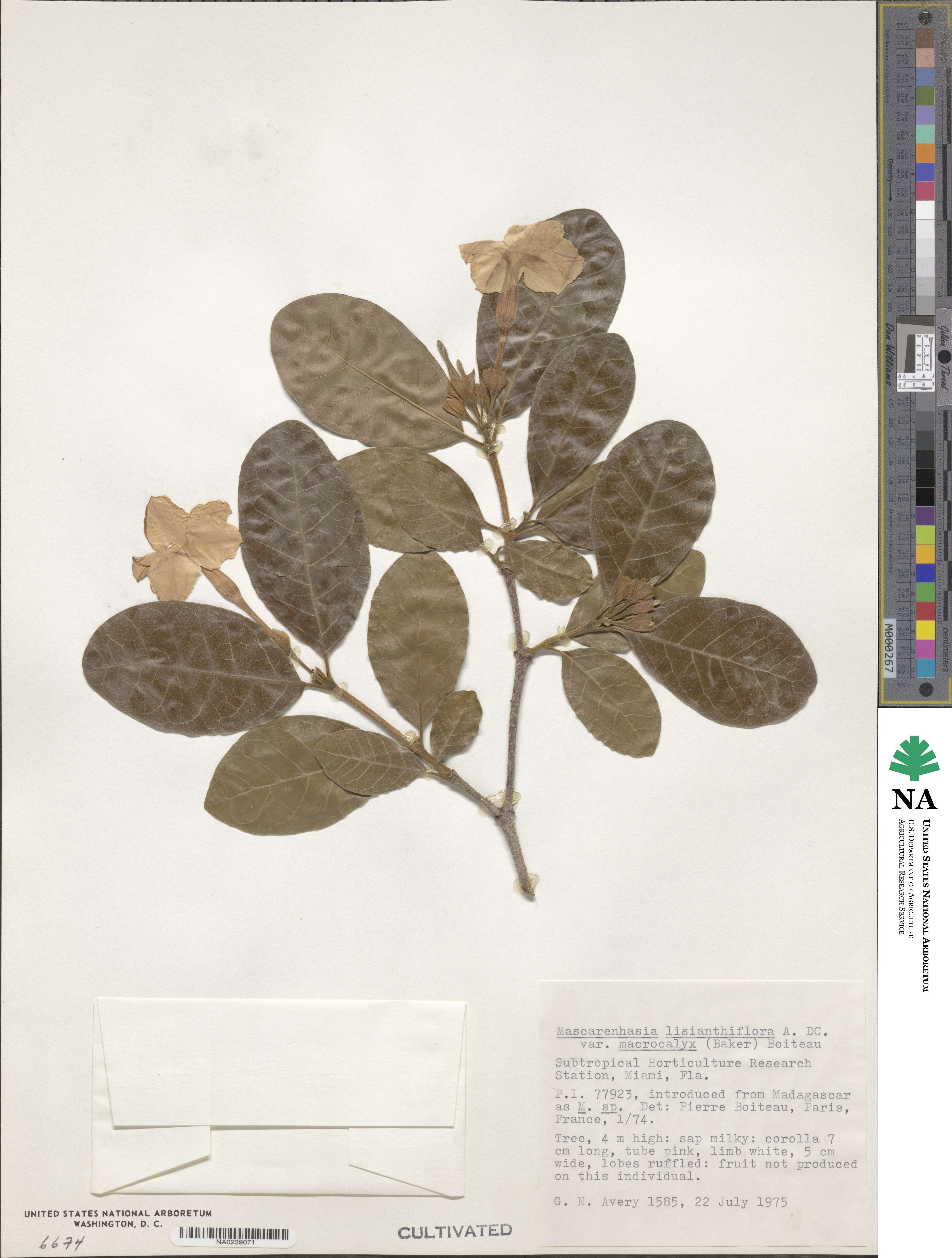 Mascarenhasia lisianthiflora image