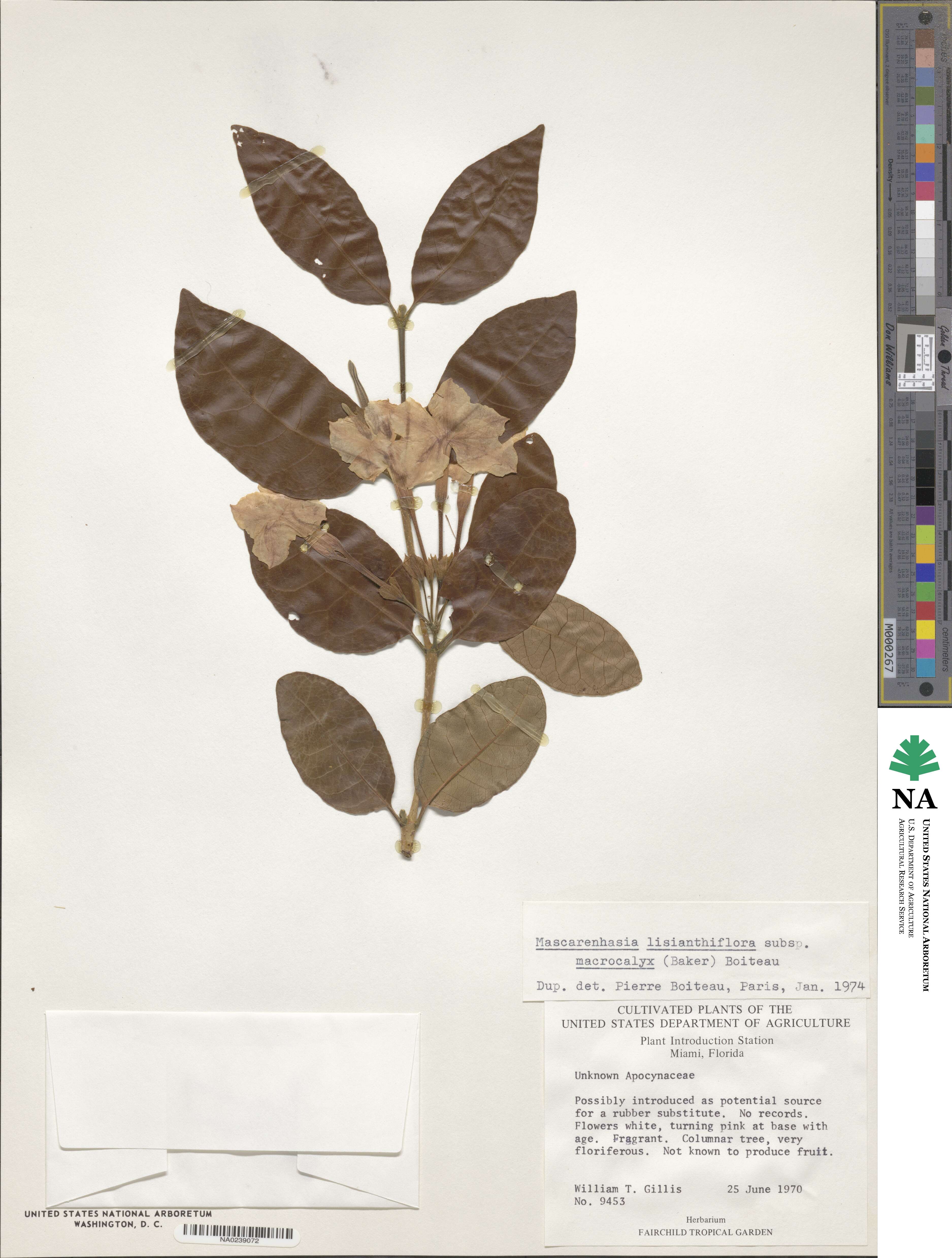 Mascarenhasia lisianthiflora image