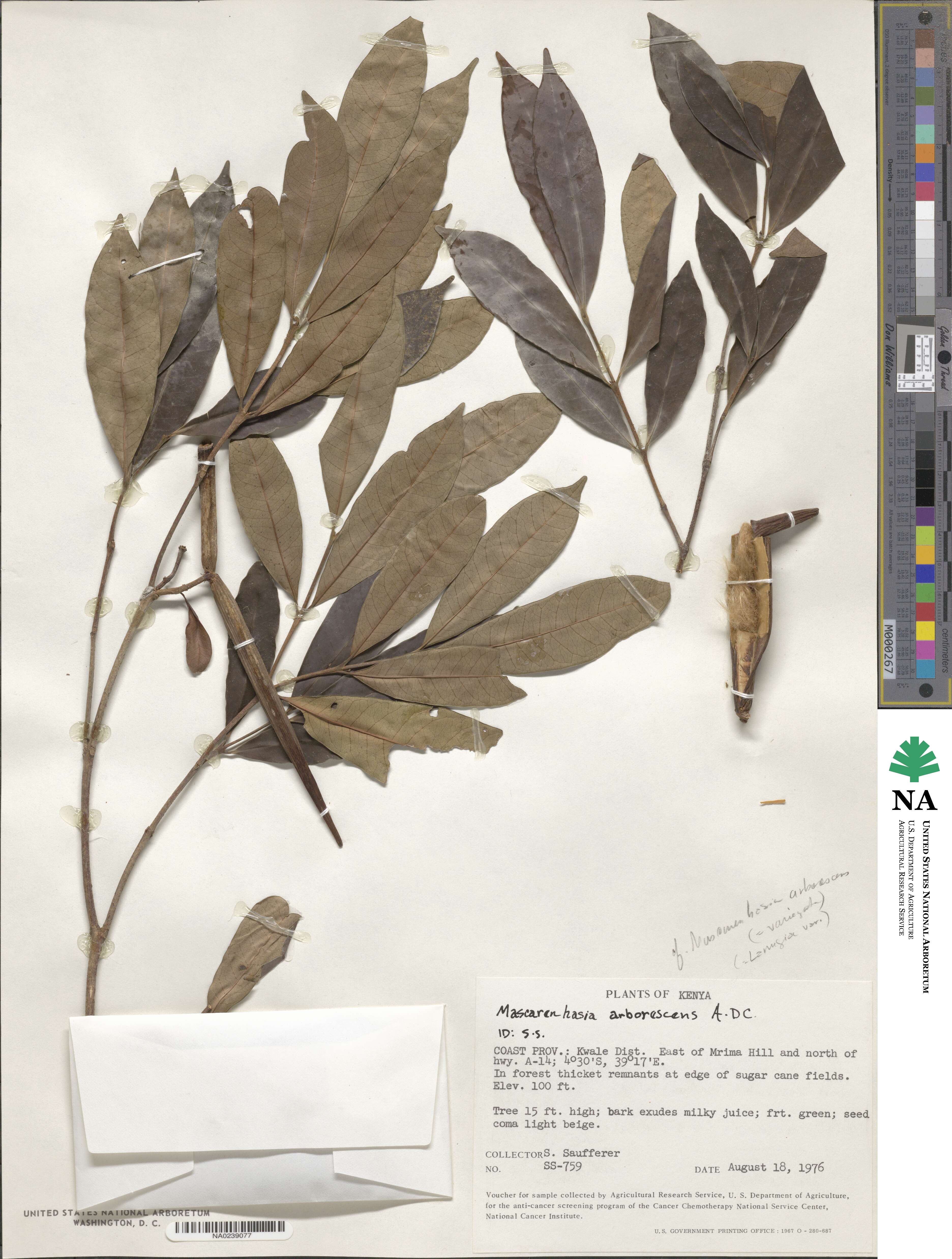 Mascarenhasia arborescens image