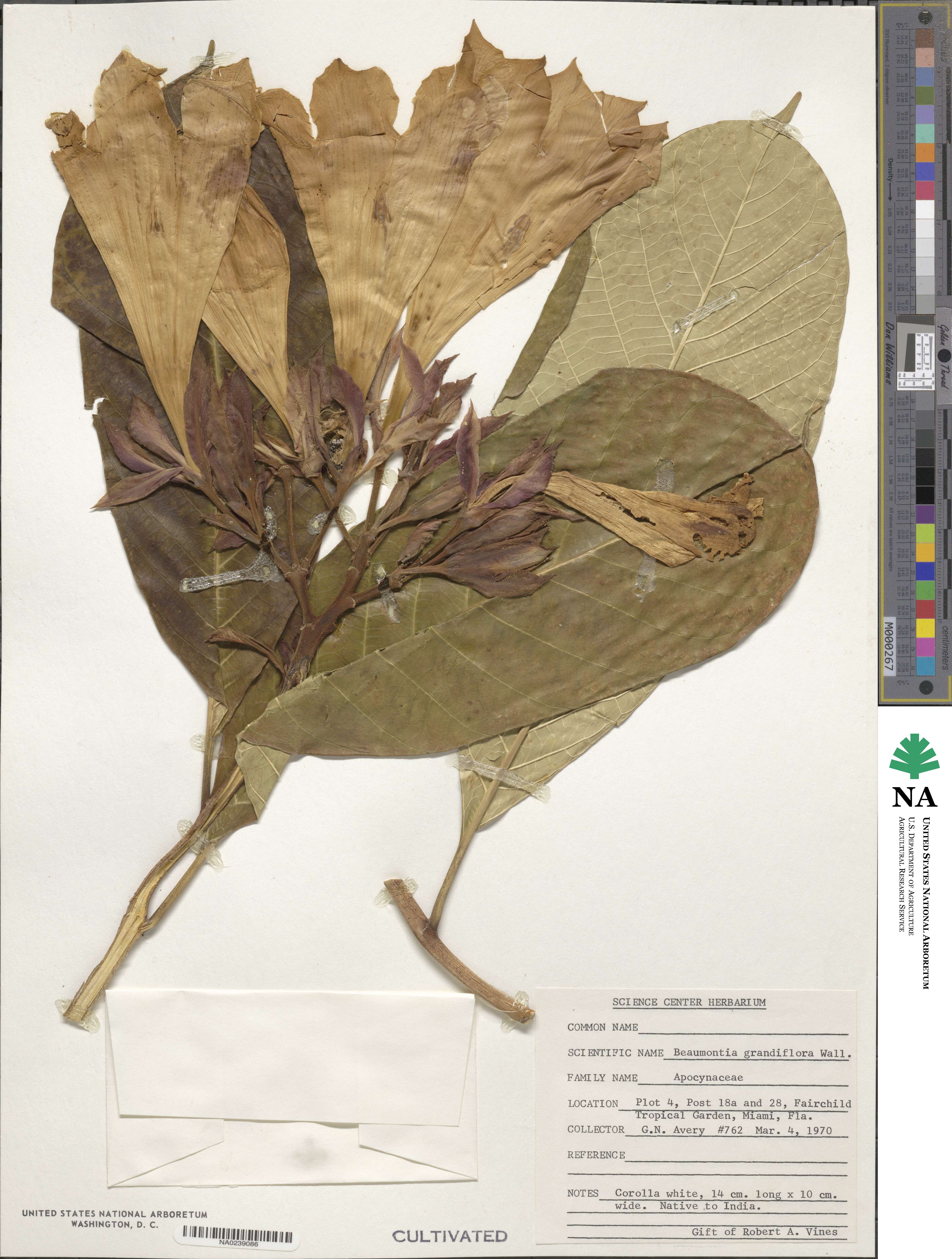 Beaumontia grandiflora image