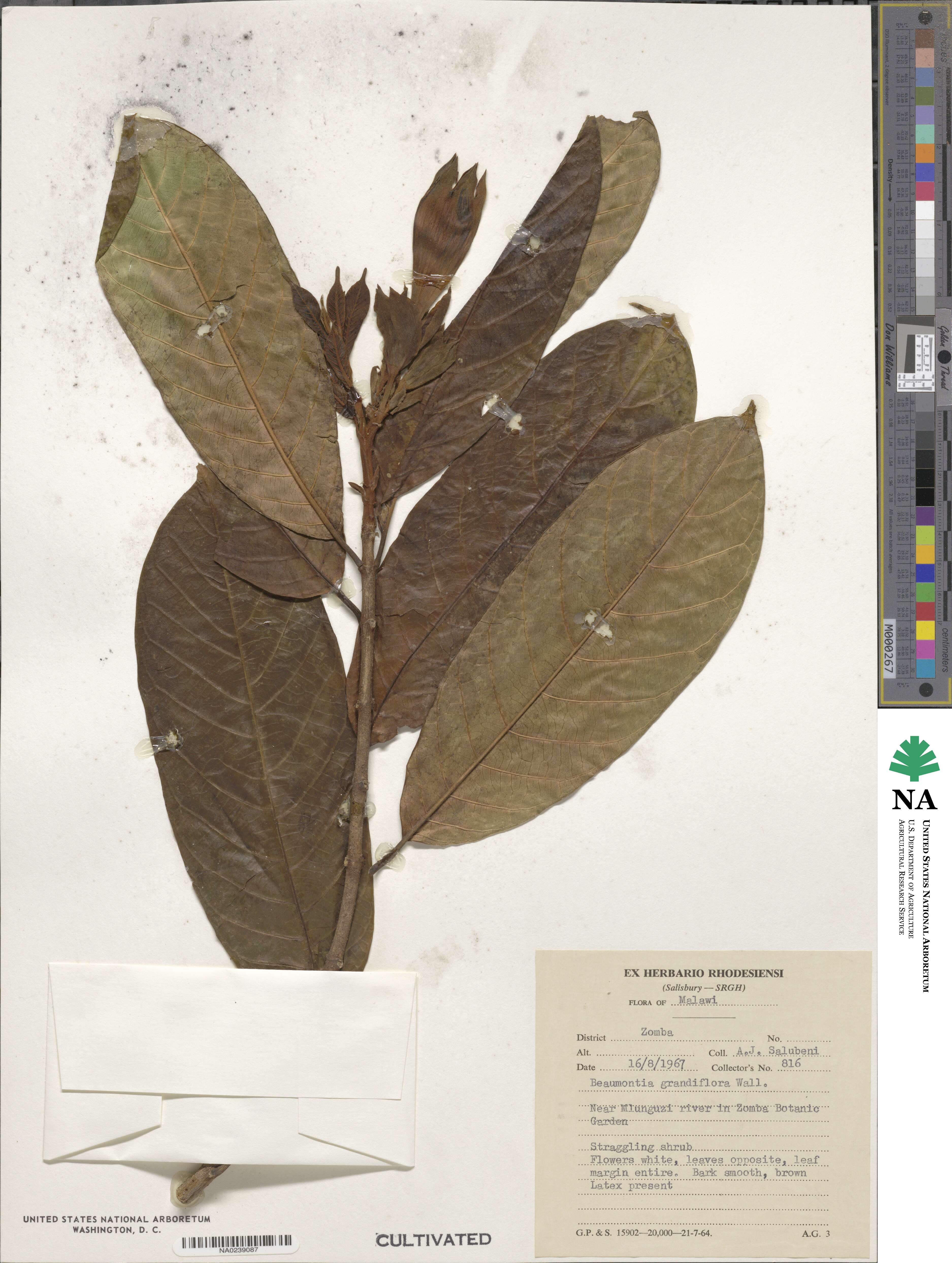 Beaumontia grandiflora image