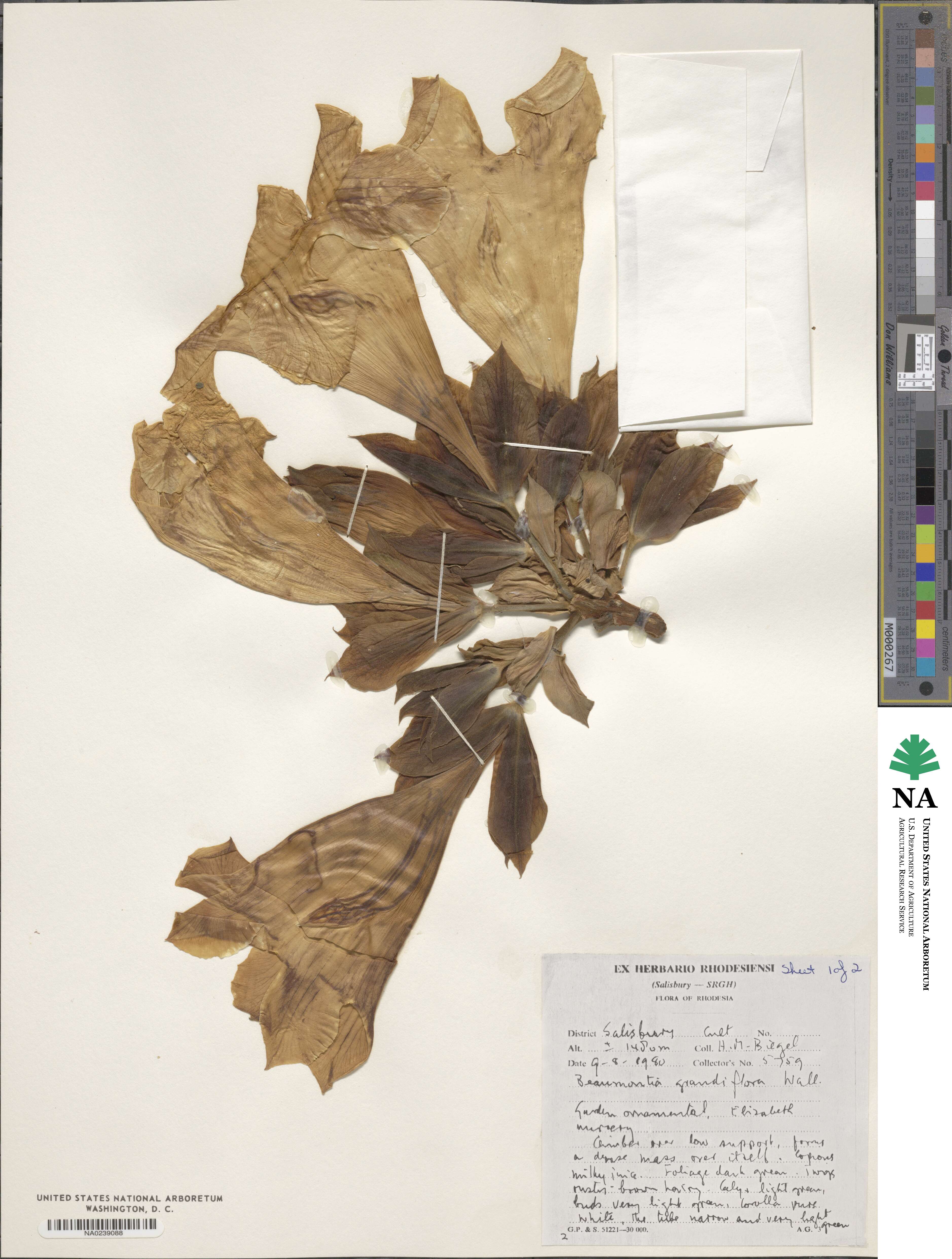 Beaumontia grandiflora image