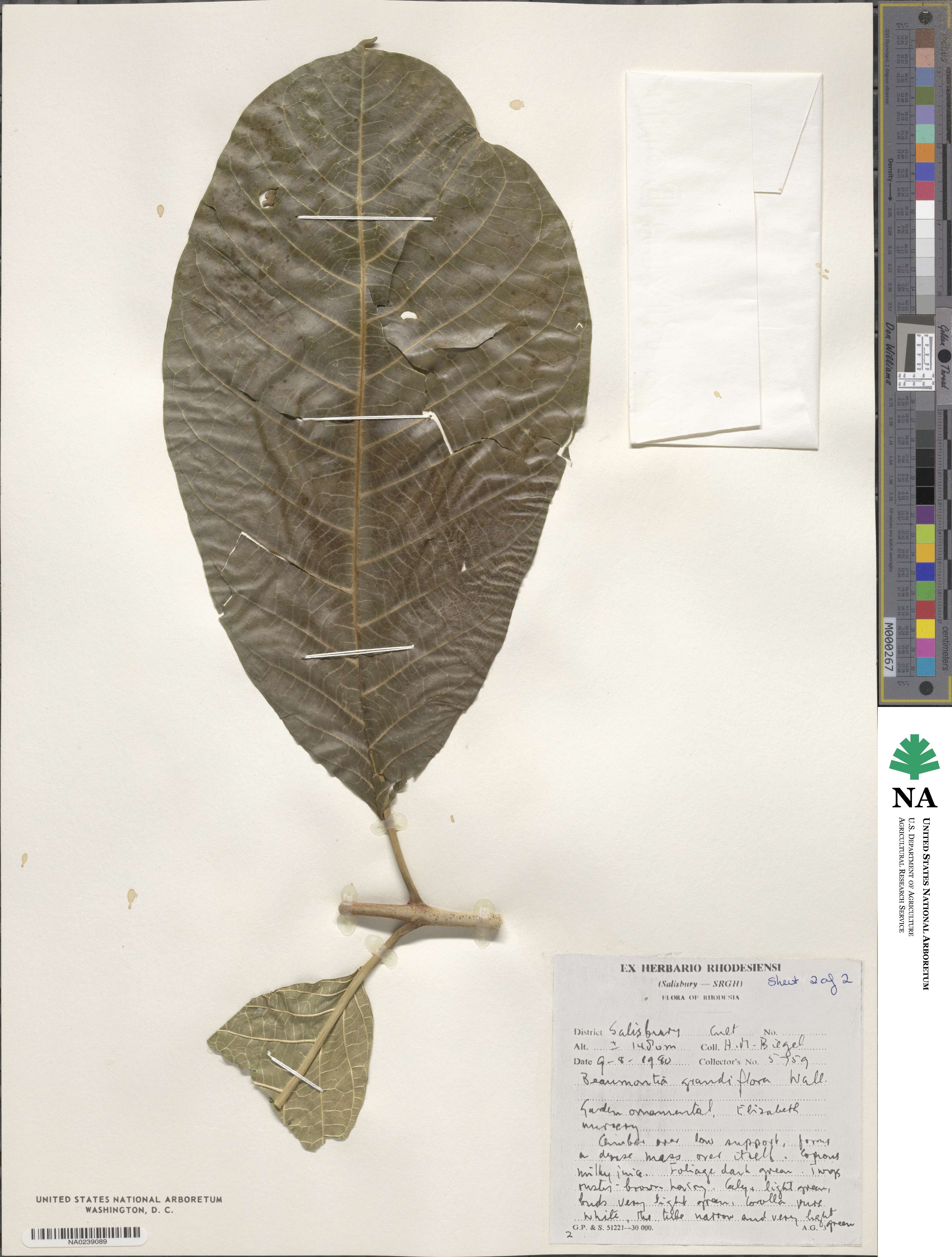 Beaumontia grandiflora image